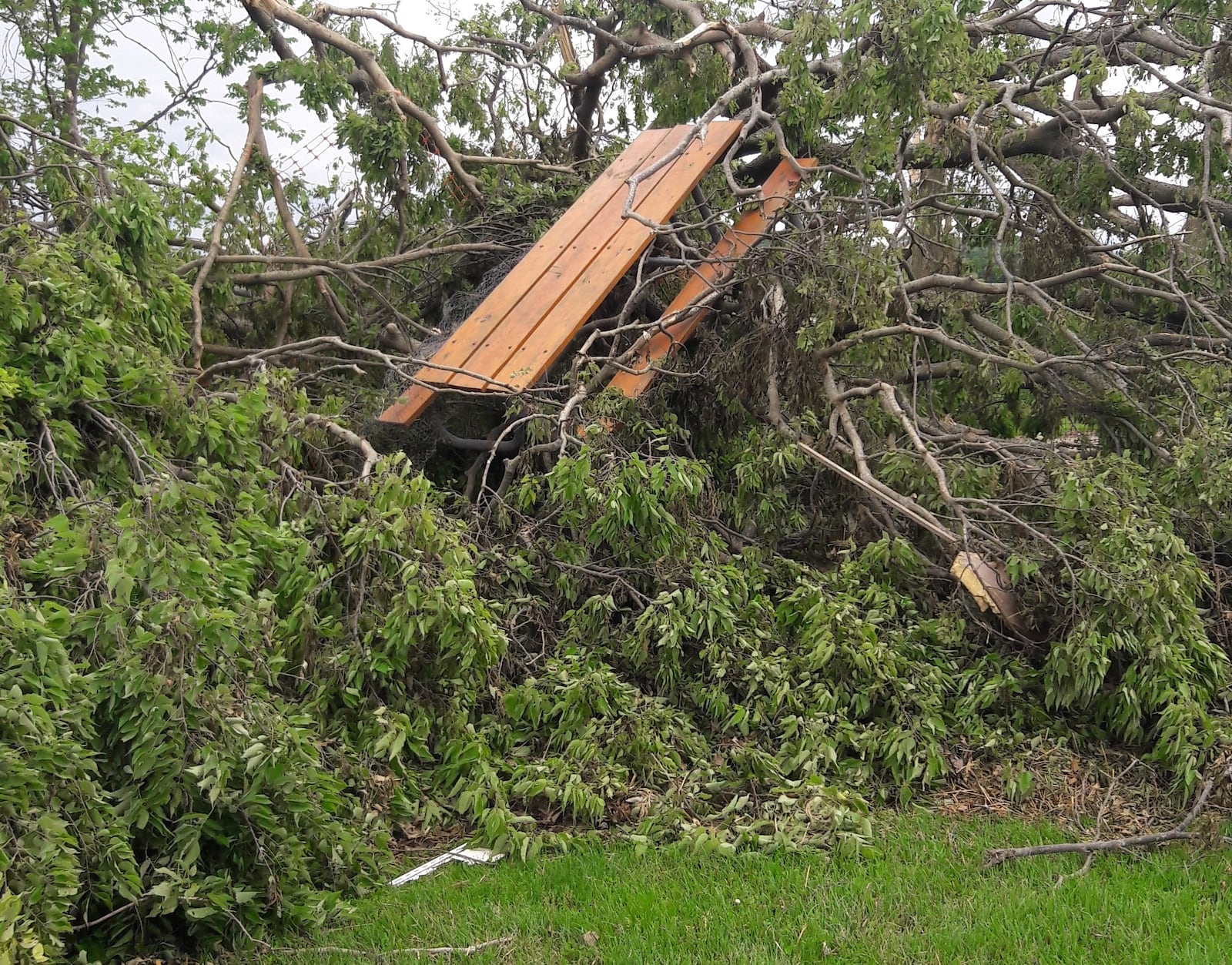 Parts one of the dayton area favorite parks suffered damage described as minor to extraordinary during the Memorial Day tornadoes.
Several Wegerzyn Gardens MetroPark trees near Jay Lake and the community garden were damaged. This photo was taken before the tornado clean up. Chris Pion, MetroPark’s director of parks and conservation, said the road leading to the community garden’s entrance was eight feet deep in downed trees. 
Photo: Chris Pion