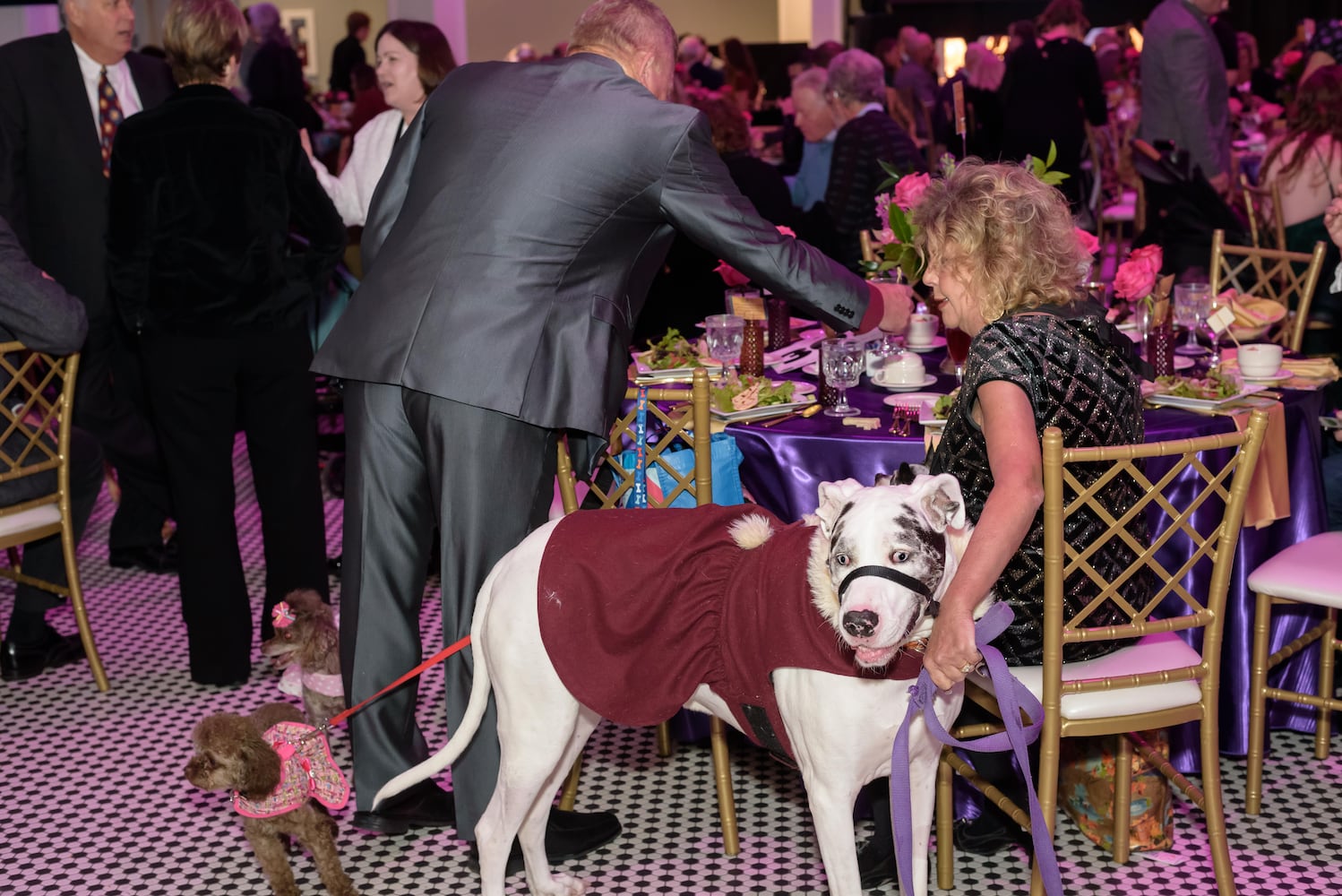 PHOTOS: 2024 Pet Afflaire Gala at the Dayton Arcade