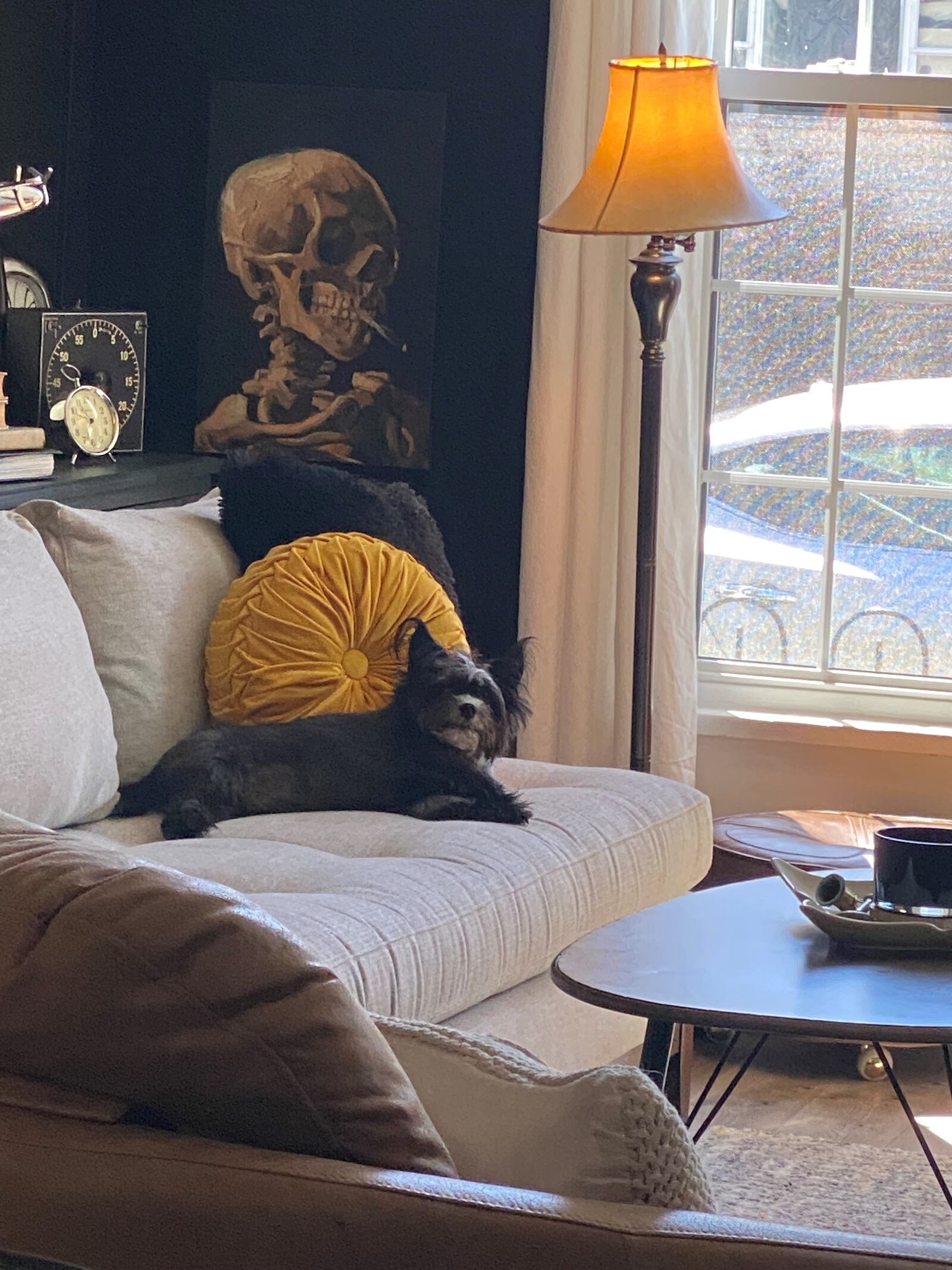 Six-year-old Stache relaxes on the sofa Terri Miller purchased at Arhaus The Loft in Hilliard. The skull print on the wall reflects Miller's love of art museums, as it was purchased during a visit to the "Van Gogh: The Immersive Experience." Contributed by Terri Miller 