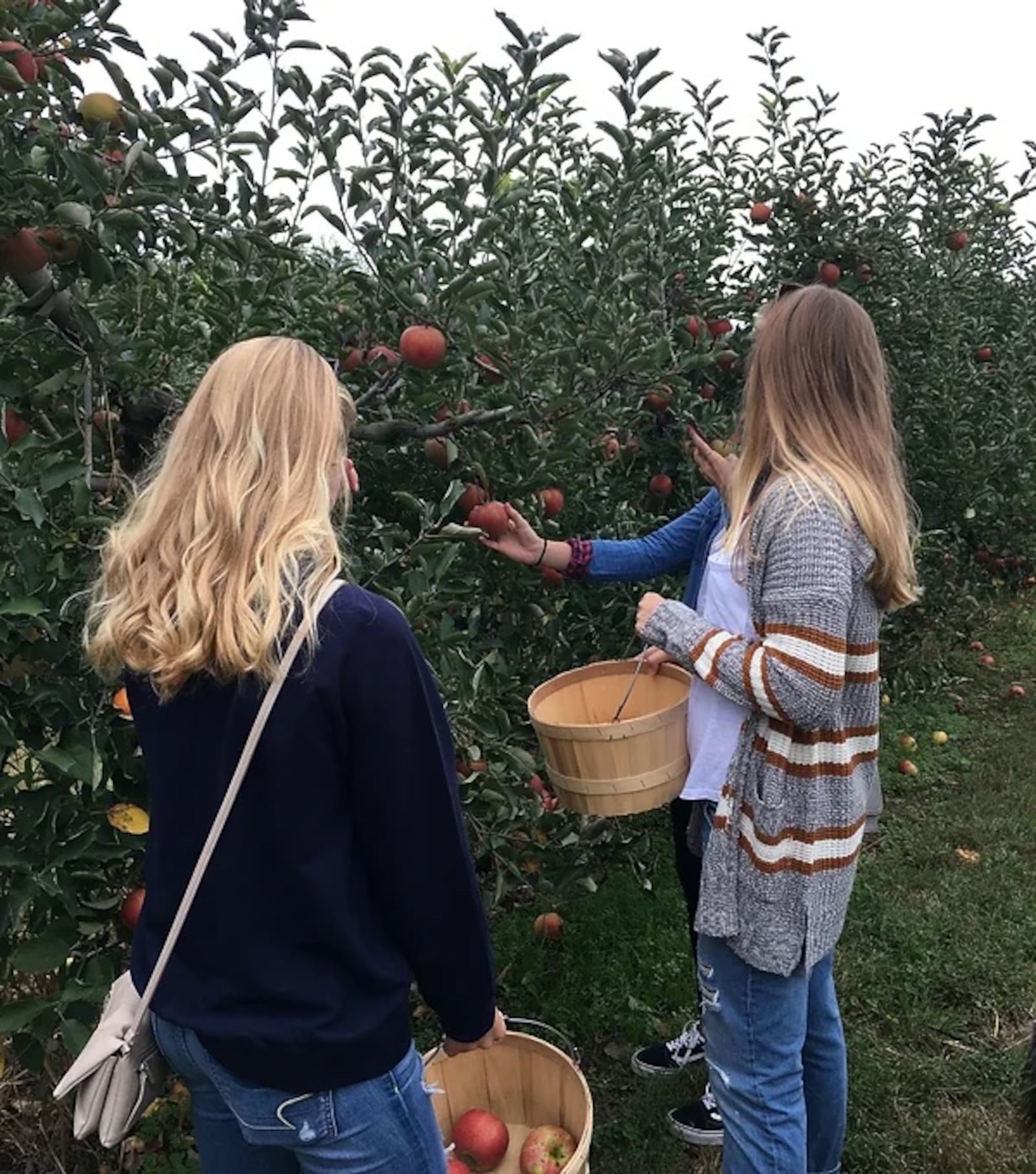 Peifer Orchards, in Yellow Springs, has 25 varieties of apples - CONTRIBUTED