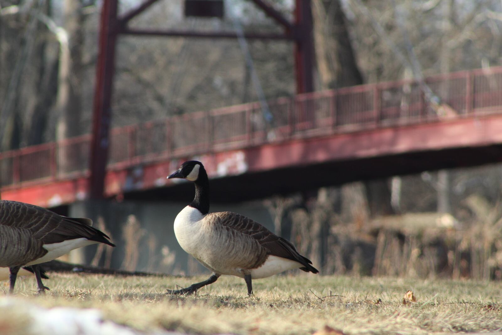 Canada geese wander about at Island MetroPark. CORNELIUS FROLIK / STAFF