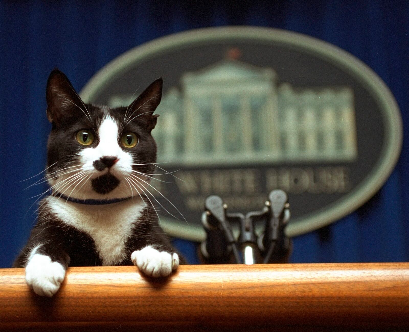 FILE - President Bill Clinton's cat Socks peers over the podium in the White House briefing room in Washington on March 19, 1994. (AP Photo/Marcy Nighswander, File)