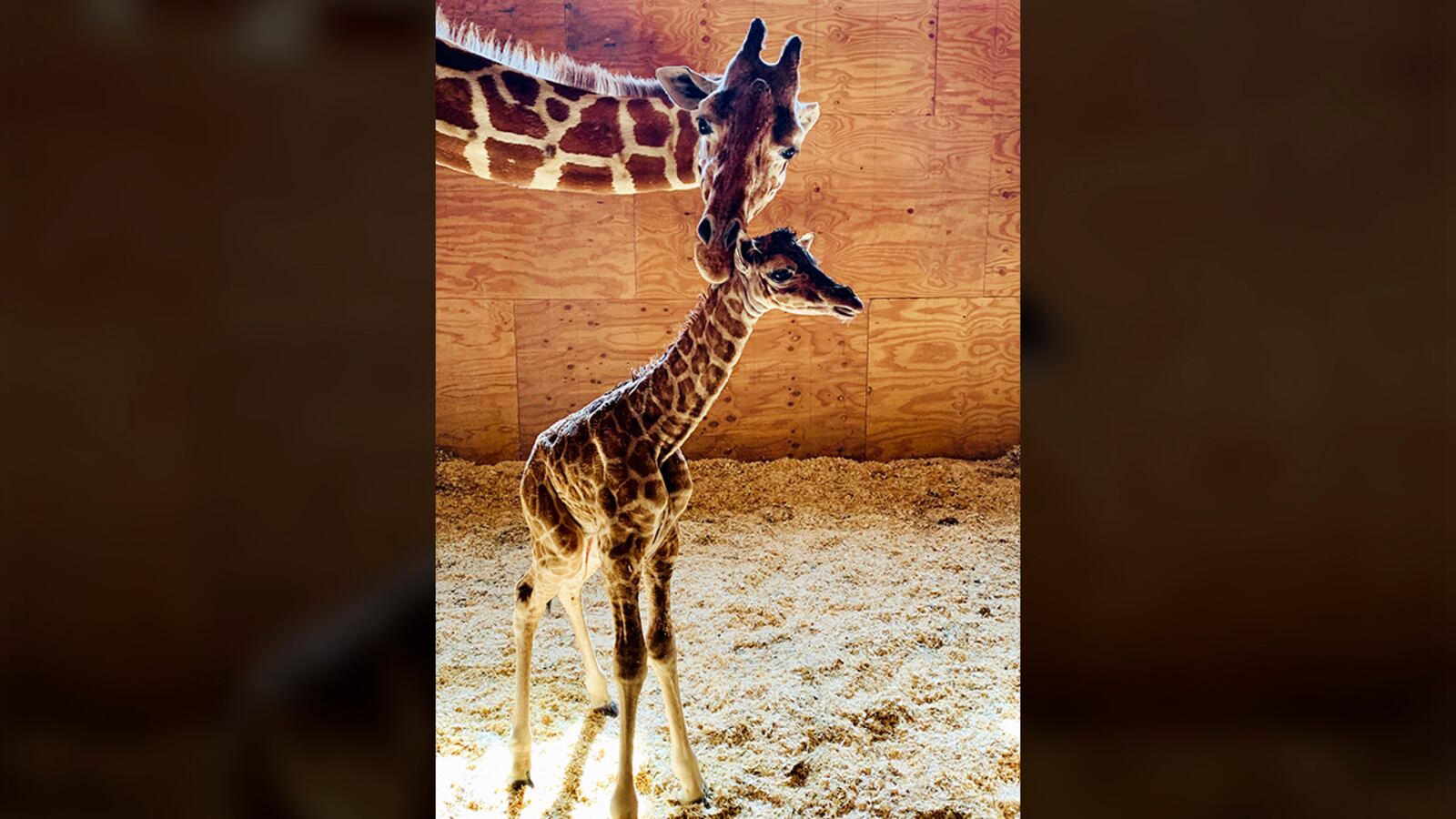 This March 16, 2019 photo provided by Animal Adventure Park shows April the Giraffe with her new male calf on in Harpursville, N.Y. There will be no more babies for April, the giraffe that enthralled worldwide YouTube audiences with two livestreamed pregnancies and births. (Animal Adventure Park via AP)