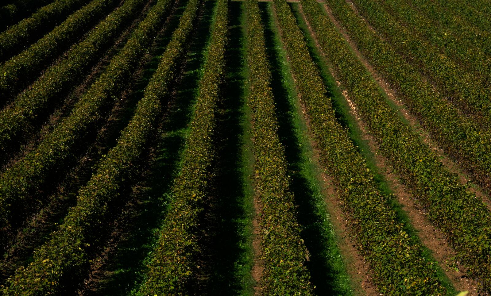 A view of the vineyard of the "Prosecco" variety in Colle Umberto, Italy, Friday, Oct. 15, 2021. (AP Photo/Antonio Calanni, File)