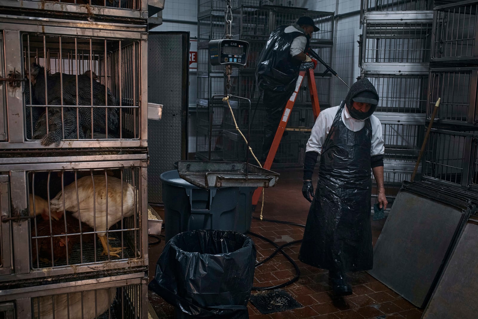 An employee of La Granja Live Poultry Corporation cleans cages and takes chickens to be slaughtered inside the store on Friday, Feb. 7, 2025, in New York. (AP Photo/Andres Kudacki)