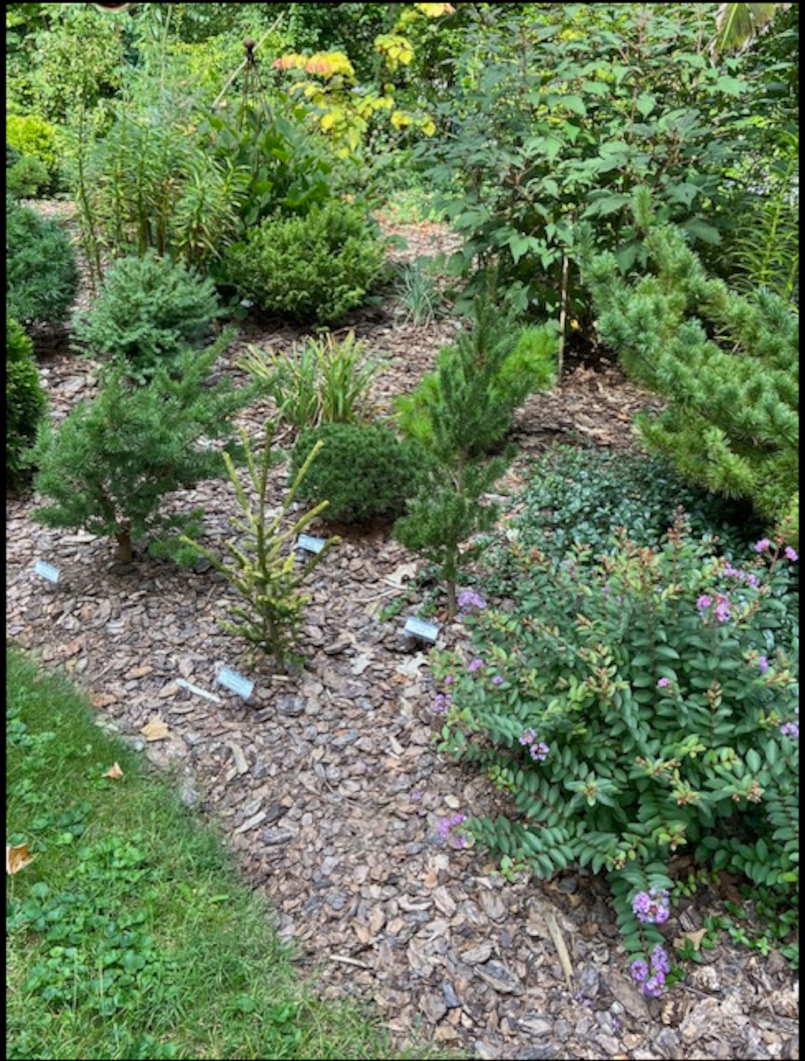 Bob Iiames tags the many uncommon conifer varieties intermingled among the perennials. CONTRIBUTED