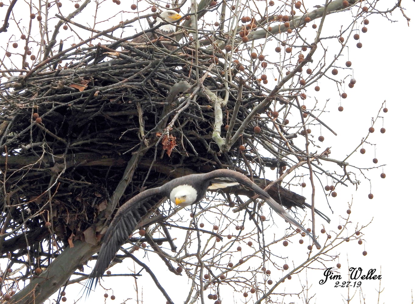 Photos: Orv and Willa, a pair of bald eagles, take up residence in Dayton