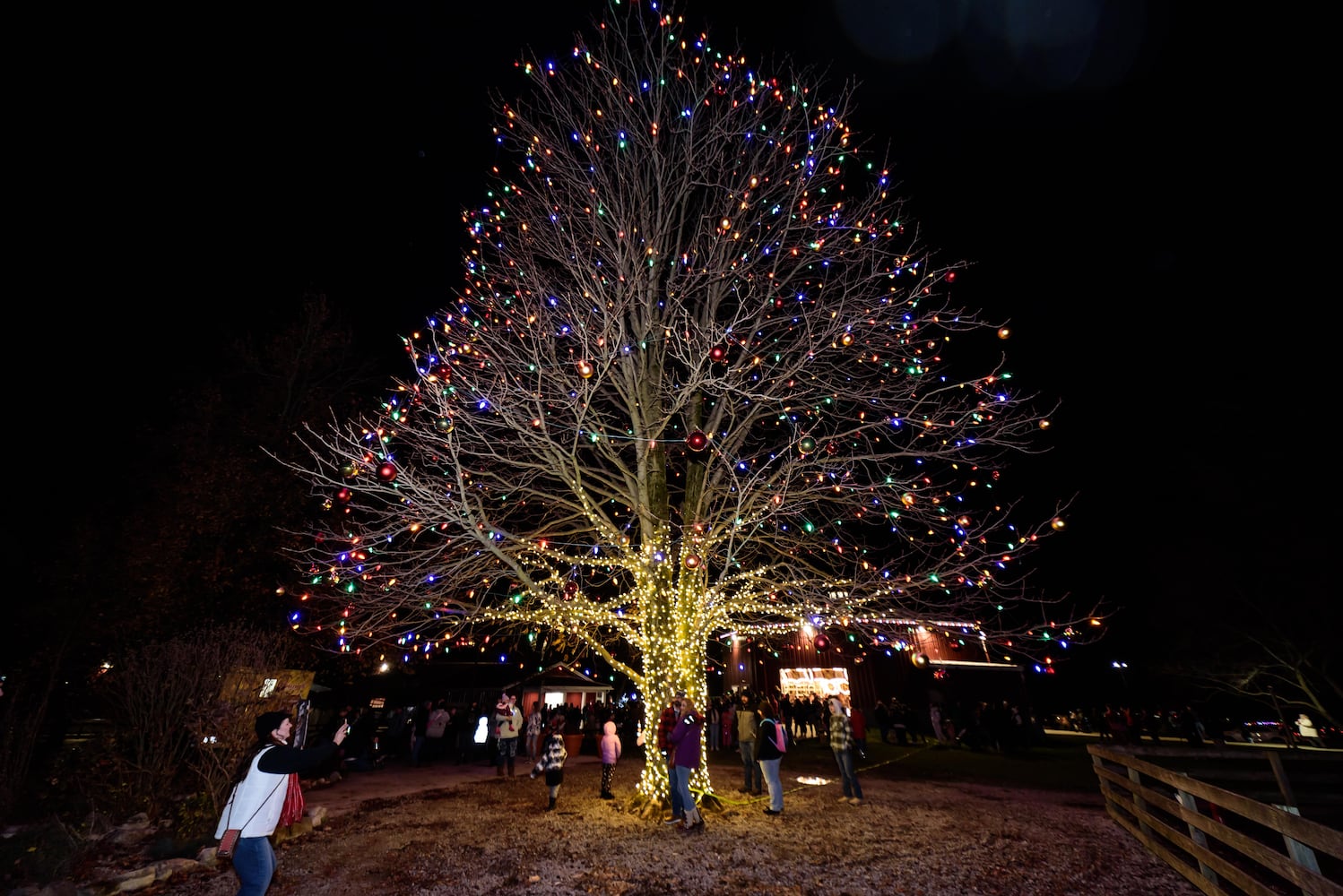 PHOTOS: Barnabe's Buckeye Tree Lighting Ceremony at Young's Jersey Dairy