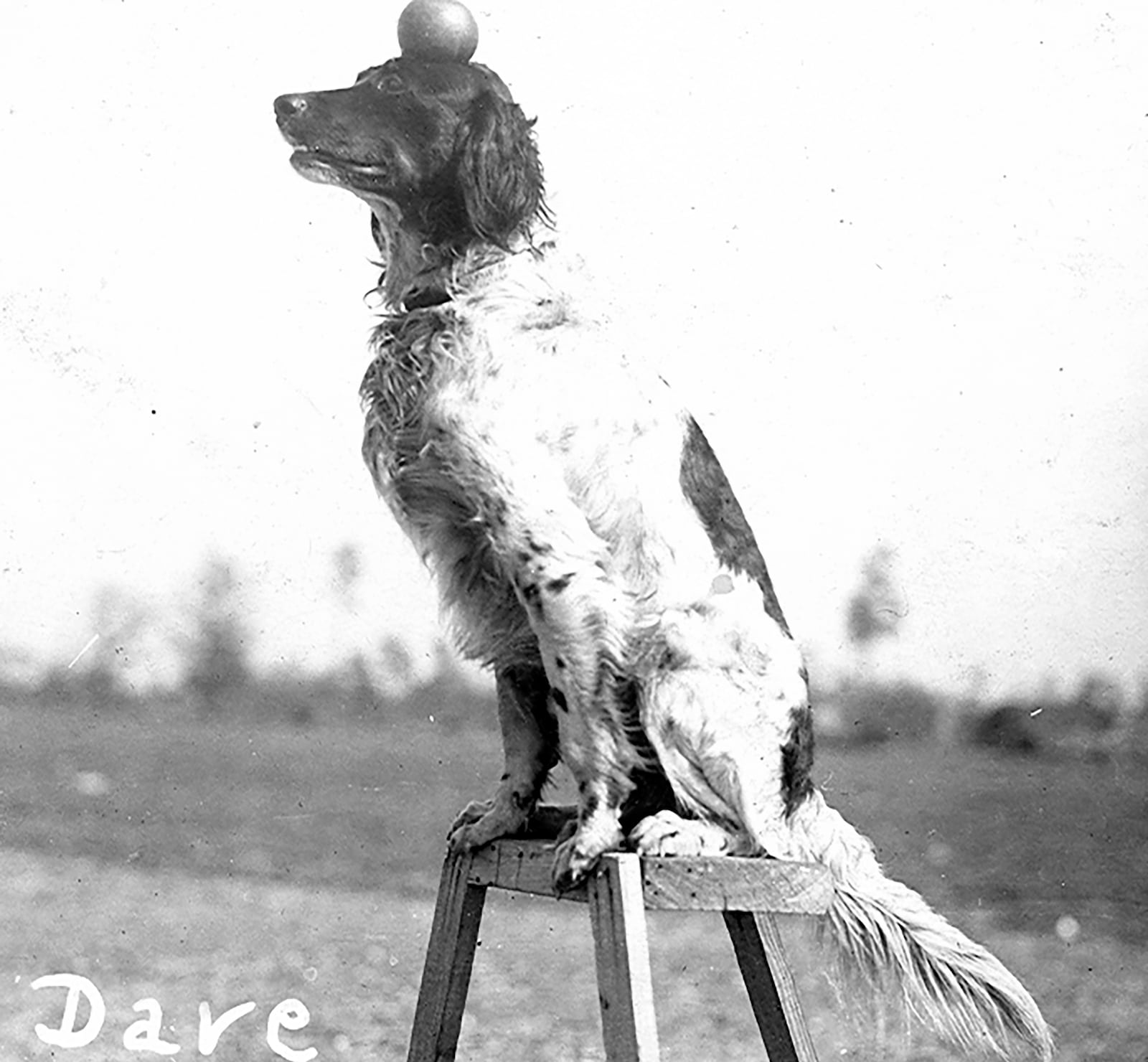 Annie Oakley and Frank Butler took in a black, tan and white English setter they named "Dave." The dog became so accustomed to the sound of gun fire they incorporated him into their act. Oakley would shoot an apple off his head as he sat on top of a stool. Dave was killed by a car in Leesburg, FL in 1923. The Leesburn newspaper reported the couple "feel the sorrow that parents would feel for the loss of a child." PHOTO COURTESY OF THE NATIONAL ANNIE OAKLEY CENTER AT THE GARST MUSEUM