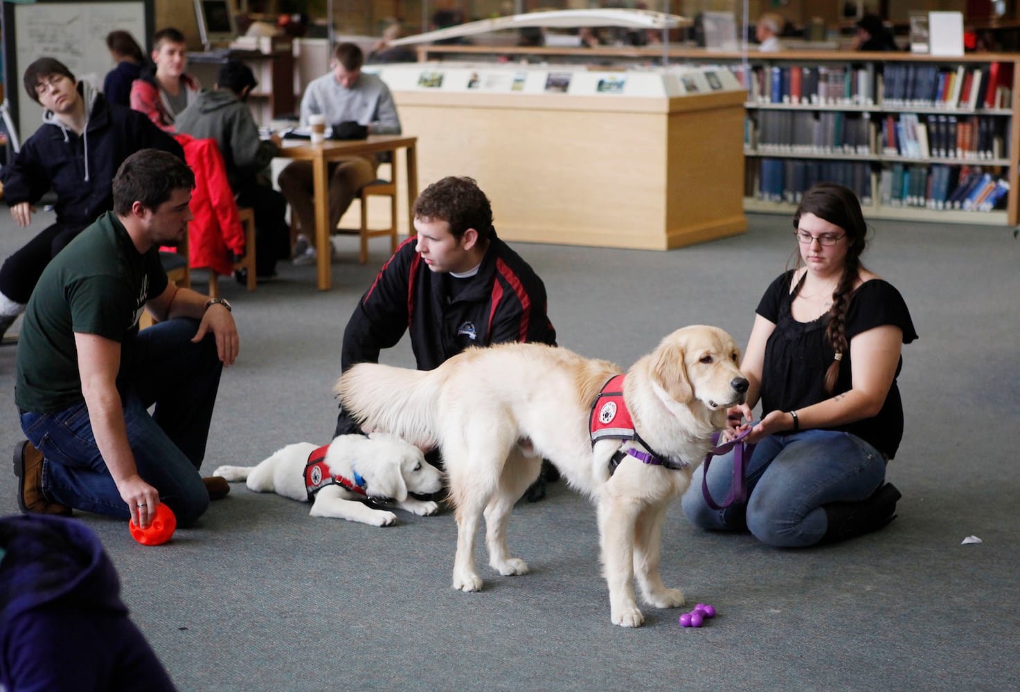 Finals Week Stress Relief Dogs