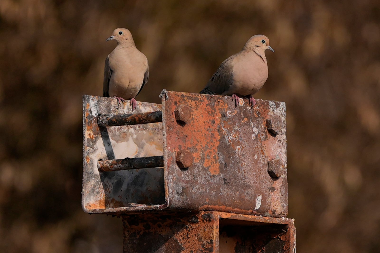 Morning doves perch on a chared beam among what remains of Chef Daniel Shemtob's home destroyed by the Palisades Fire, Sunday, Jan. 19, 2025, in the Pacific Palisades neighborhood of Los Angeles, Calif. (AP Photo/Carolyn Kaster)