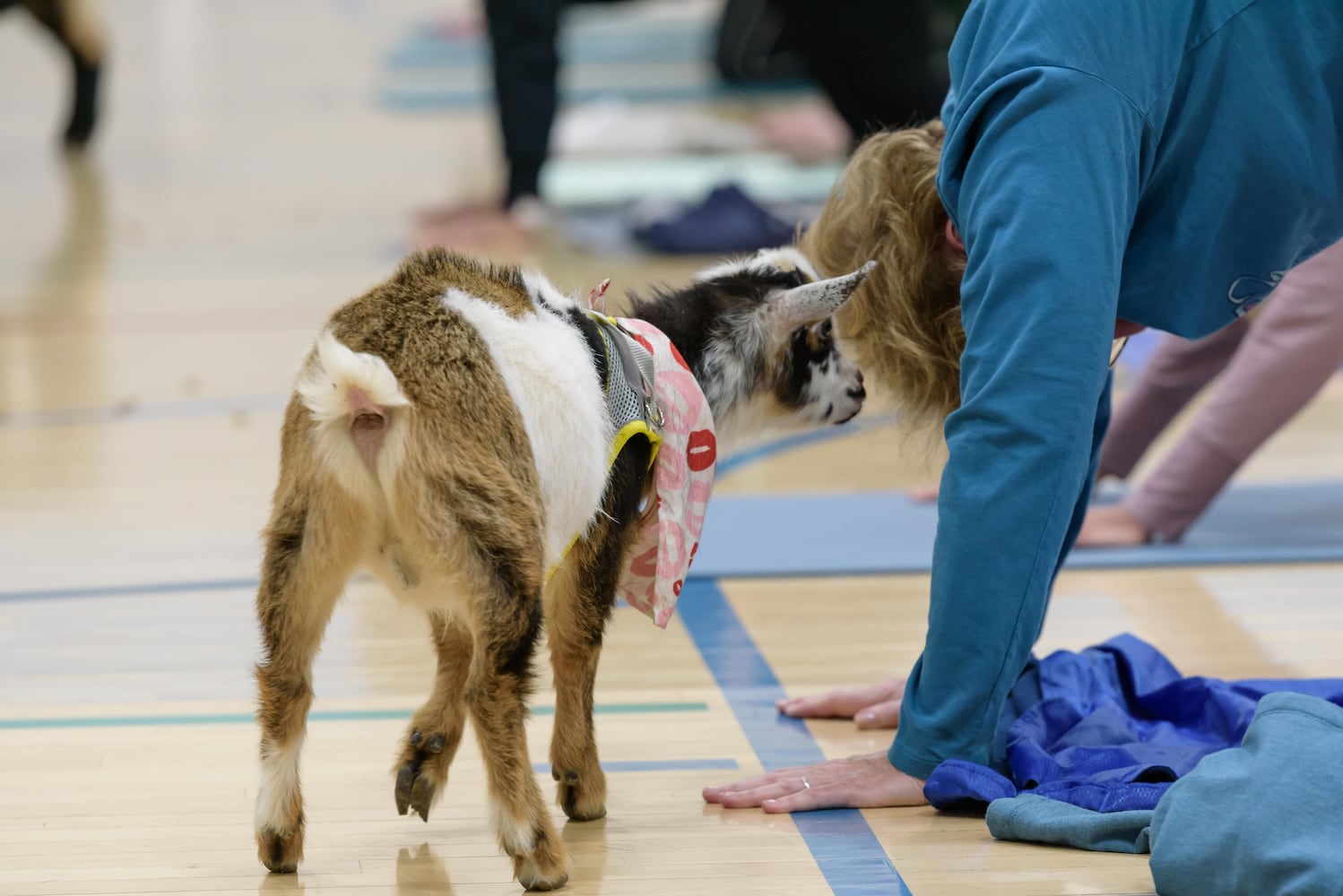 PHOTOS: Sweetheart Goat Yoga at Vandalia Recreation Center