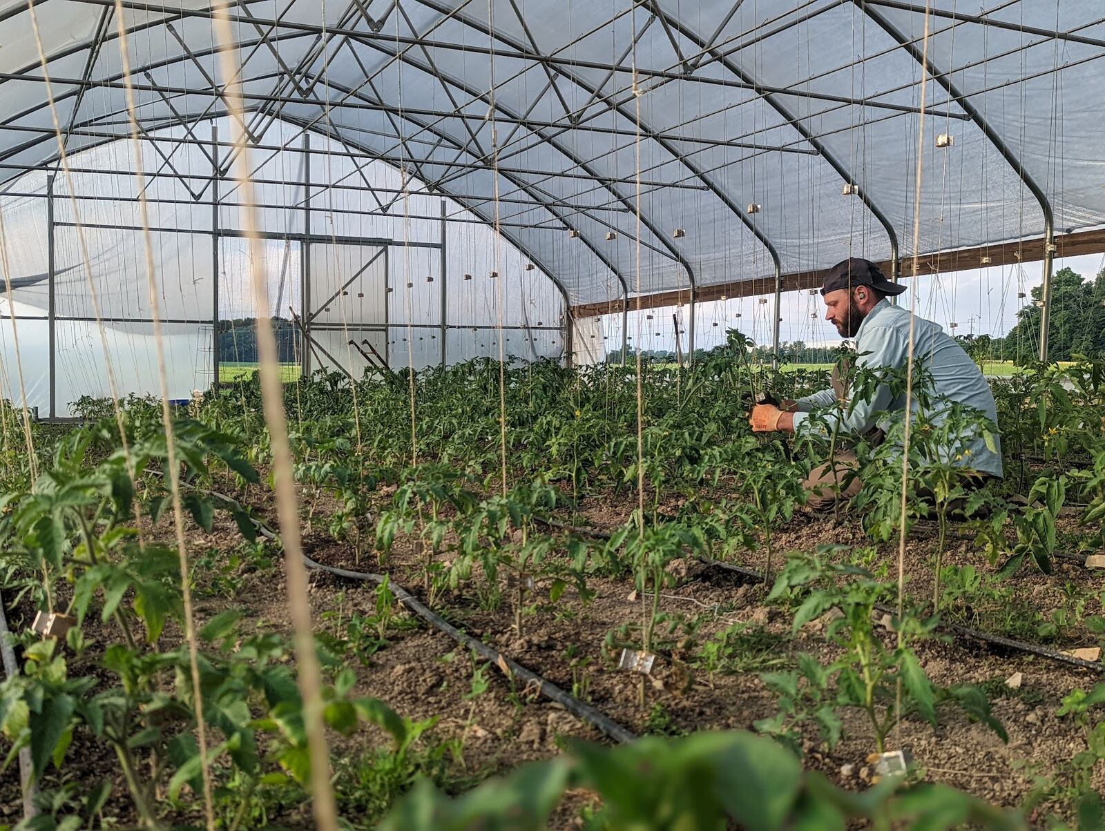 Foxhole Farm greenhouse (CONTRIBUTED)