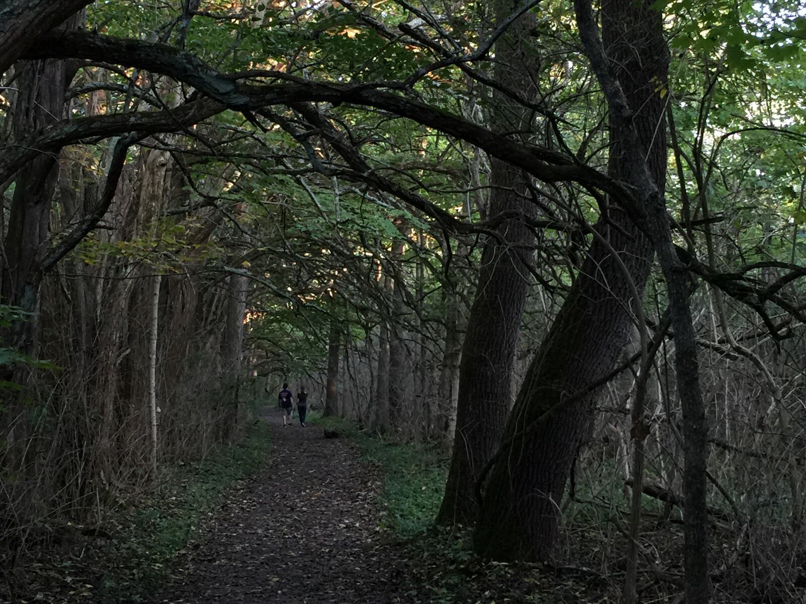 The Osage Orange Tunnel at Sugarcreek MetroPark is mysterious and unique. It's stunning no matter what the season.