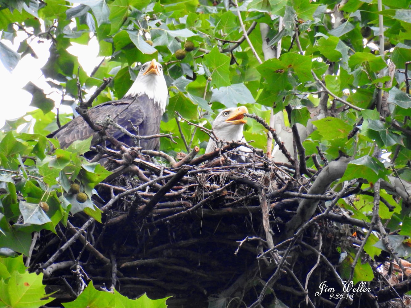 Photos: Orv and Willa, a pair of bald eagles, take up residence in Dayton