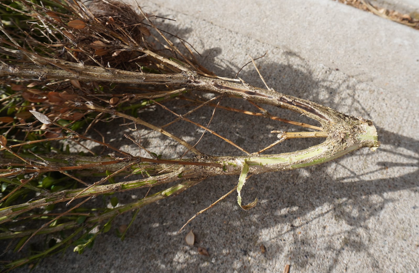 Top stem shows canker from Volutella stem blight and bottom stem is healthy.