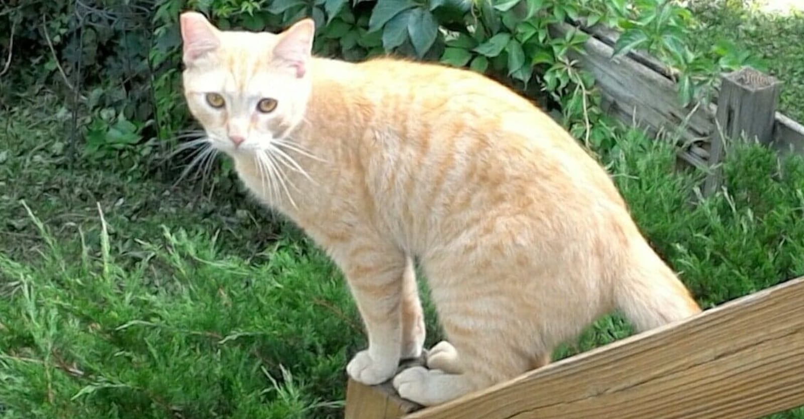 Robin and Sassenberg's cat Henry. The cat has been missing since running out of the couple's home during the Memorial Day tornado.