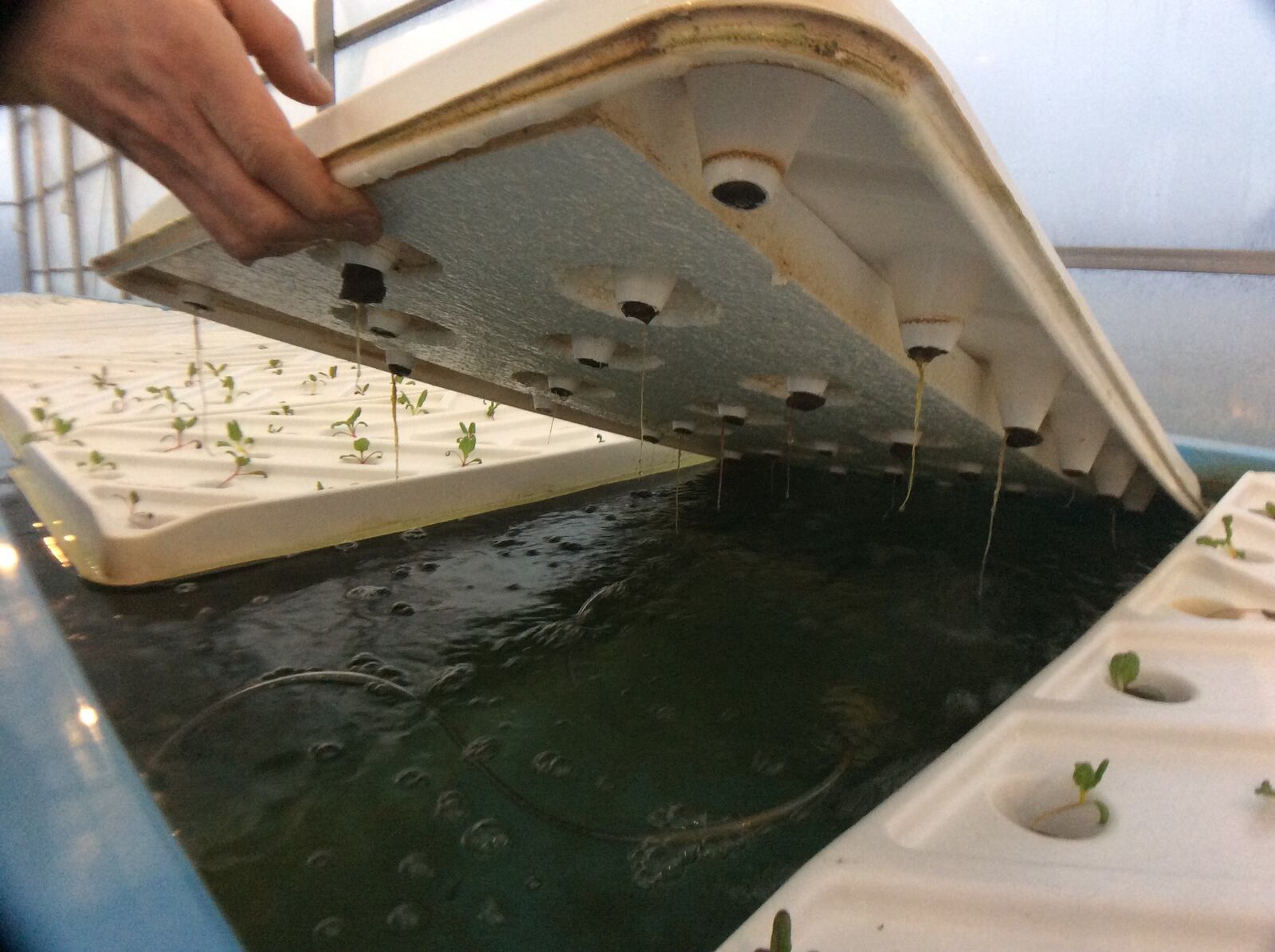 Plants are germinating and growing at Oasis Aqua Farm in Beavercreek Twp., which will soon provide fresh vegetables, fruits and herbs, and later fish and crayfish, to those who purchase shares in the Community Supported Agriculture (CSA). MARK FISHER/STAFF