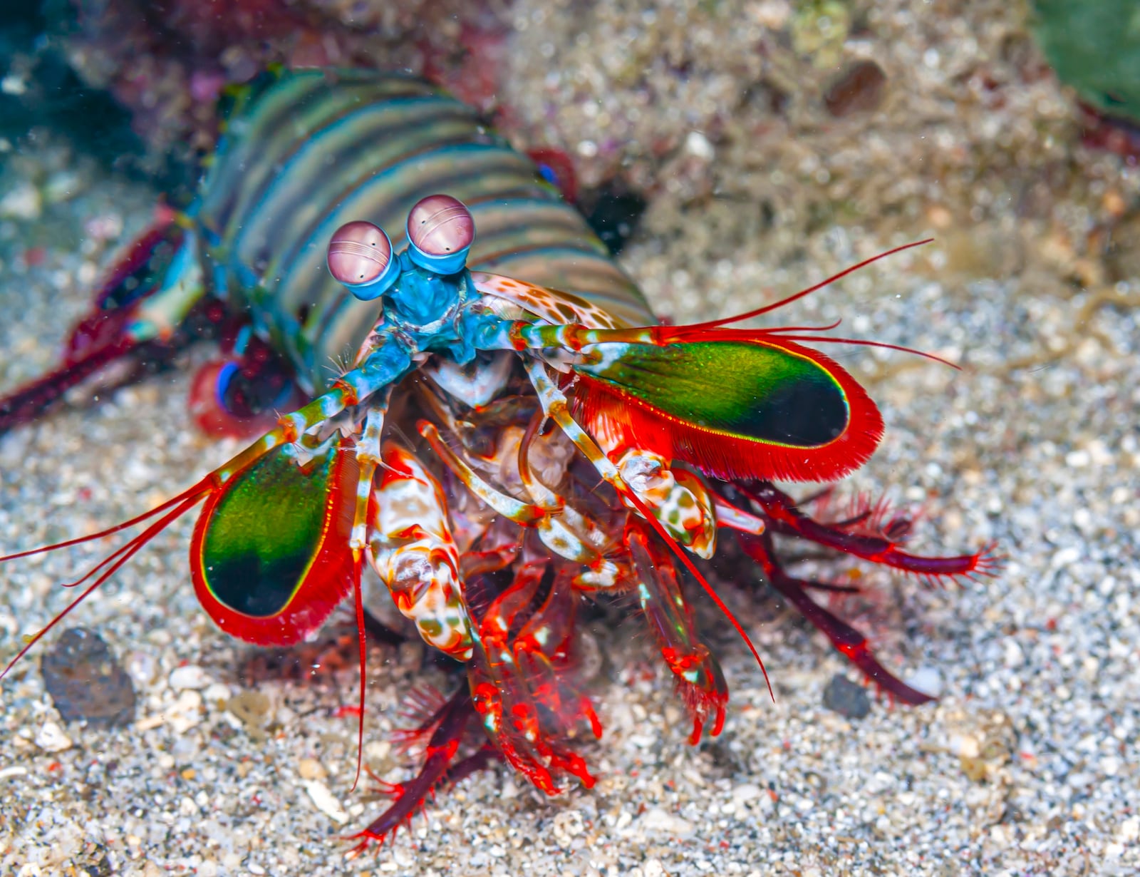 Coral reef in South Pacific off the coast of the island of Sulawesi, , Mantis shrimp