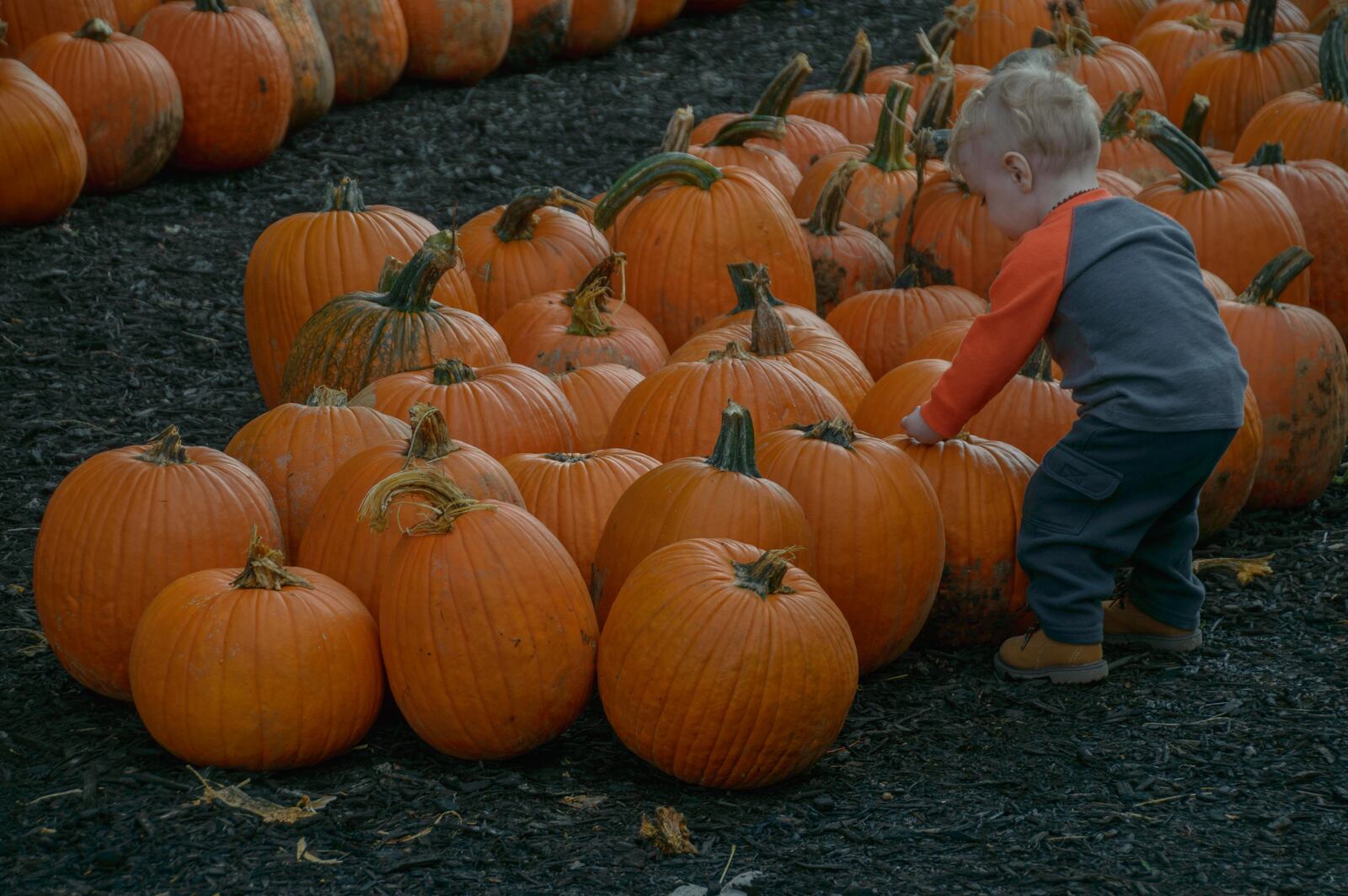 While Young's Dairy in Yellow Springs is not hosting its annual Fall Farm Pumpkin Festival this year, there are still plenty of places to go pick your own pumpkins. TOM GILLIAM/CONTRIBUTED