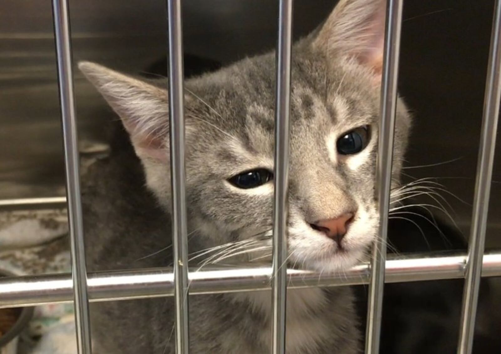 Montgomery County is offering a special adoption deal because there are so many cats and kittens at the Animal Resource Center. LYNN HULSEY/staff