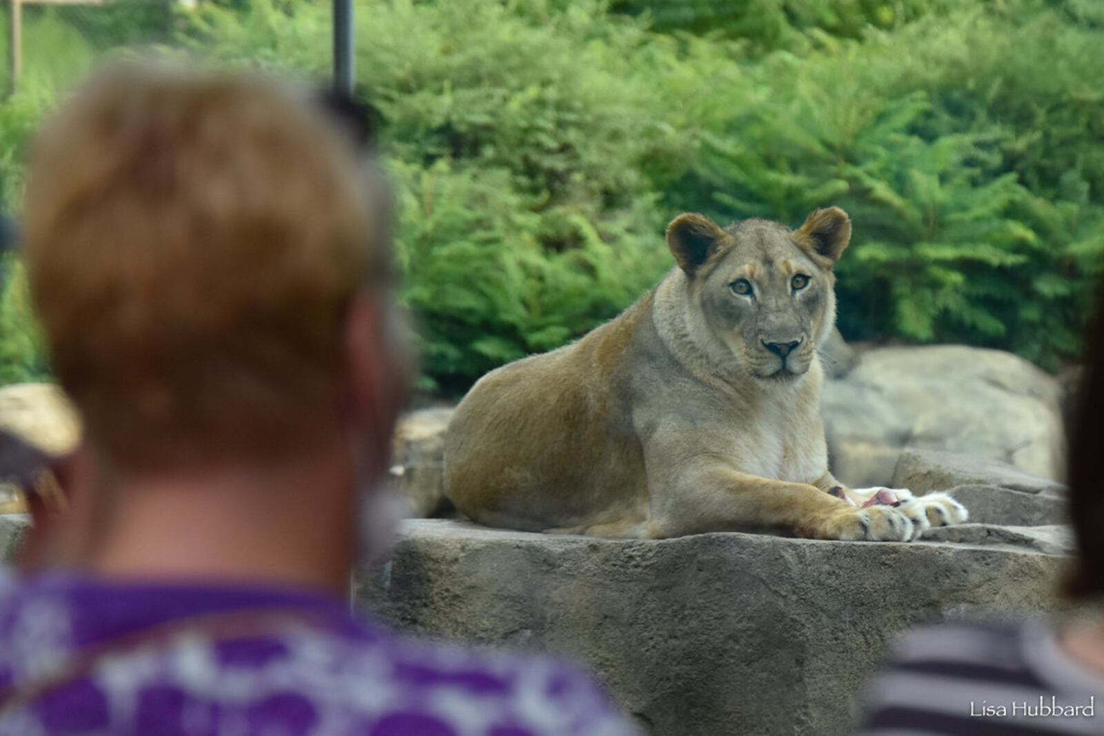 The Cincinnati Zoo &Botanical Gardens will host Breakfast with the Animals April 9 through August 28.