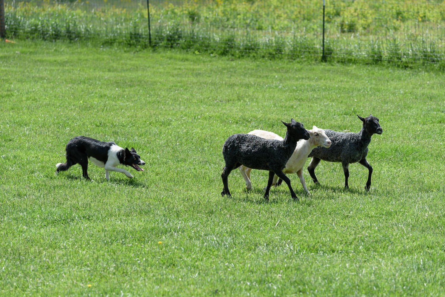 PHOTOS: Wooly Wonders - Spring on the Farm Family Event at Learning Tree Farm