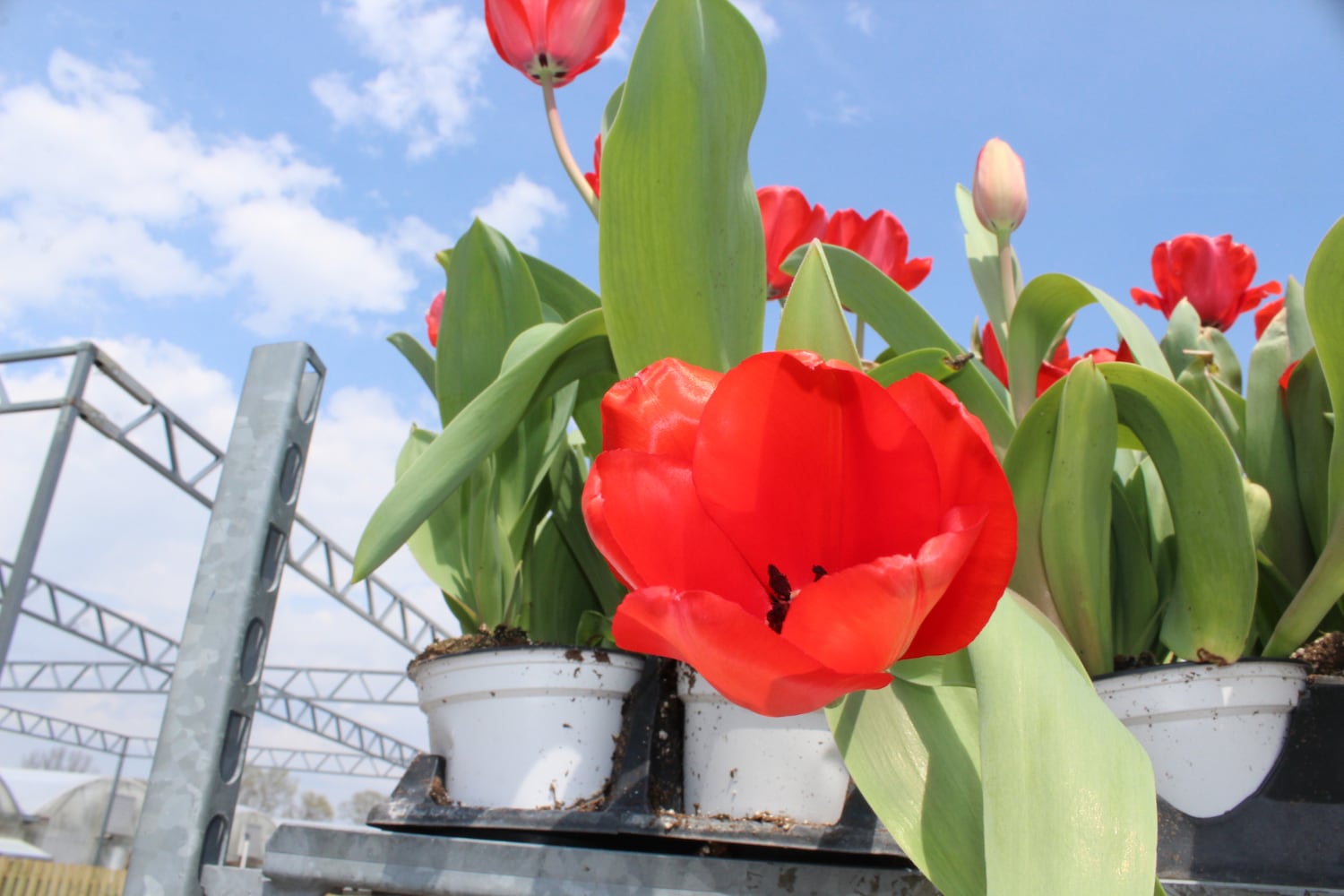 North Dayton Garden Center