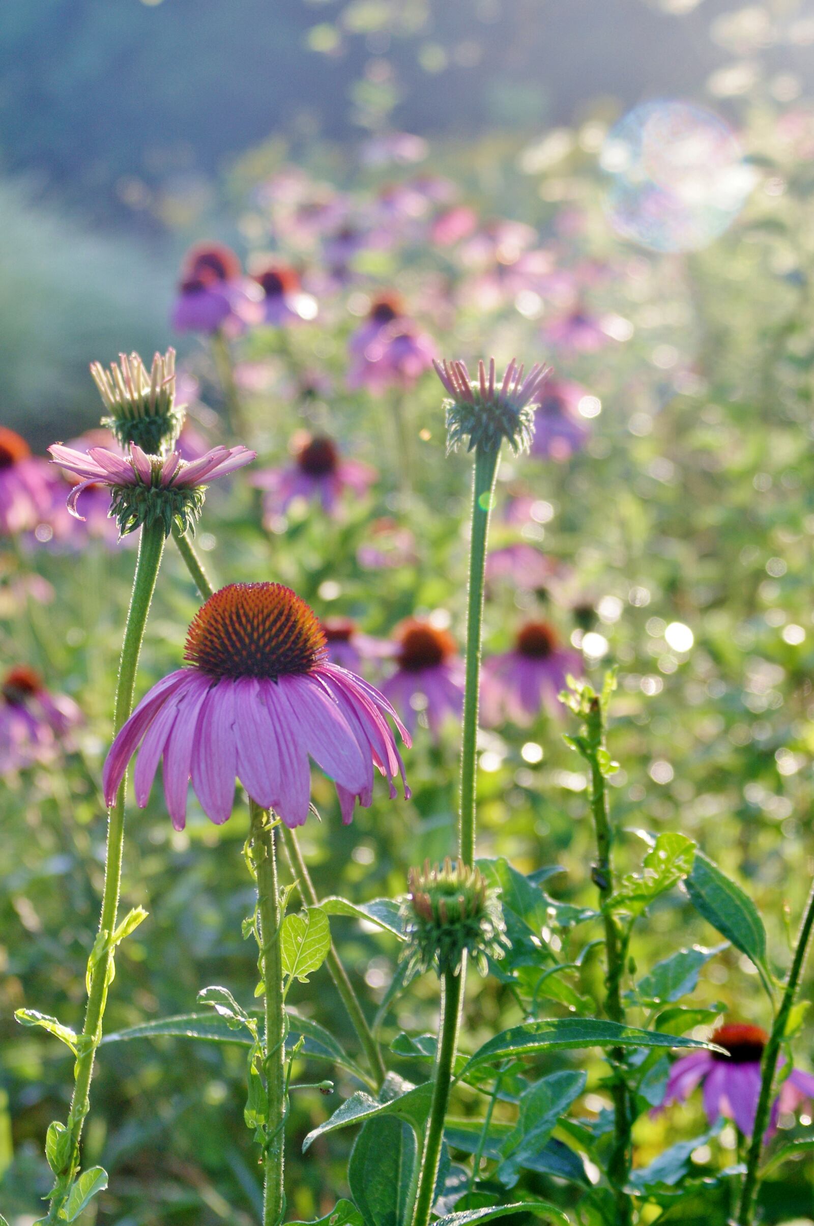 Purple coneflowers thrive in a restored native landscape. Contributed by Kari Carter