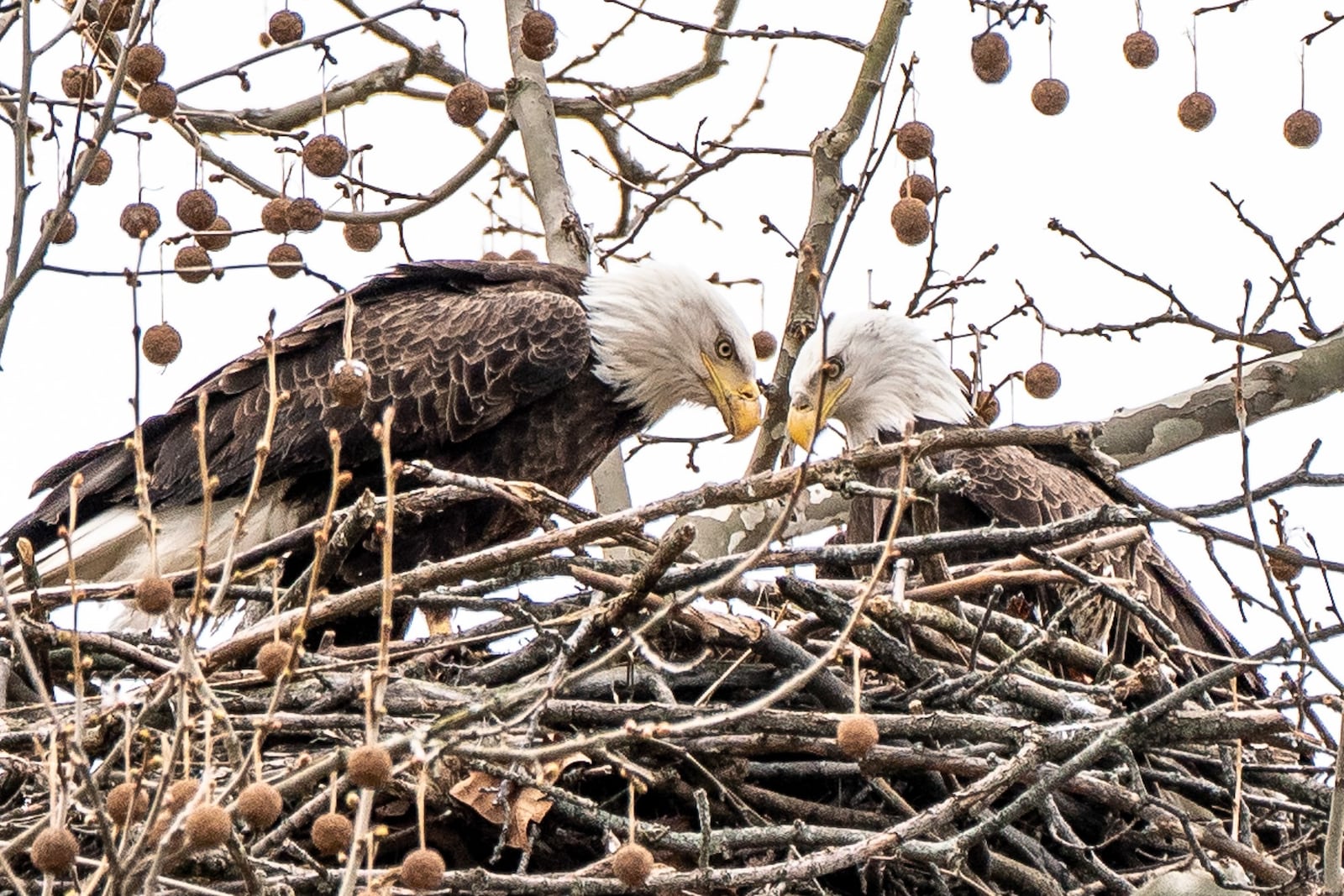 Orv and Willa, the bald eagles nesting at Carillon Historical Park, have three eaglets in the nest.  CONTRIBUTED PHOTO / RONALD VALLE