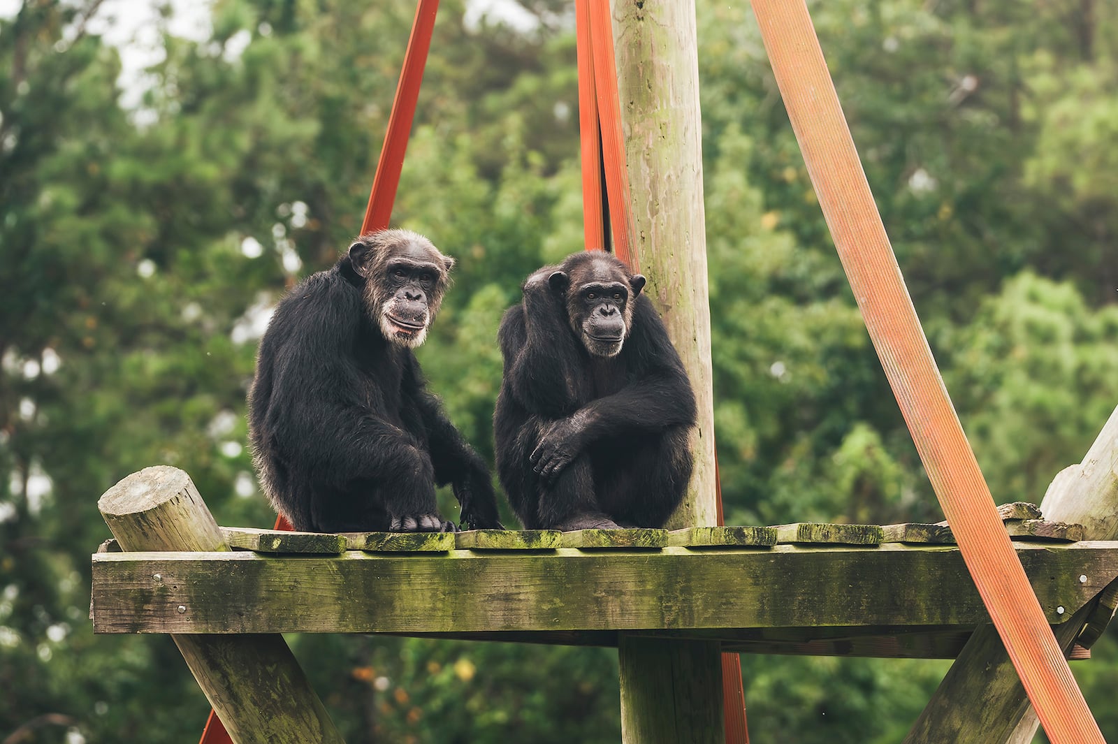 This Aug. 29, 2024 image provided by Chimp Haven, shows chimpanzees TJ and Nicole hanging out at a sanctuary near Keithville, La. The two were among a group of chimps previously relocated from the Alamogordo Private Facility at Holloman Air Force Base in southern New Mexico. (Chimp Haven via AP)