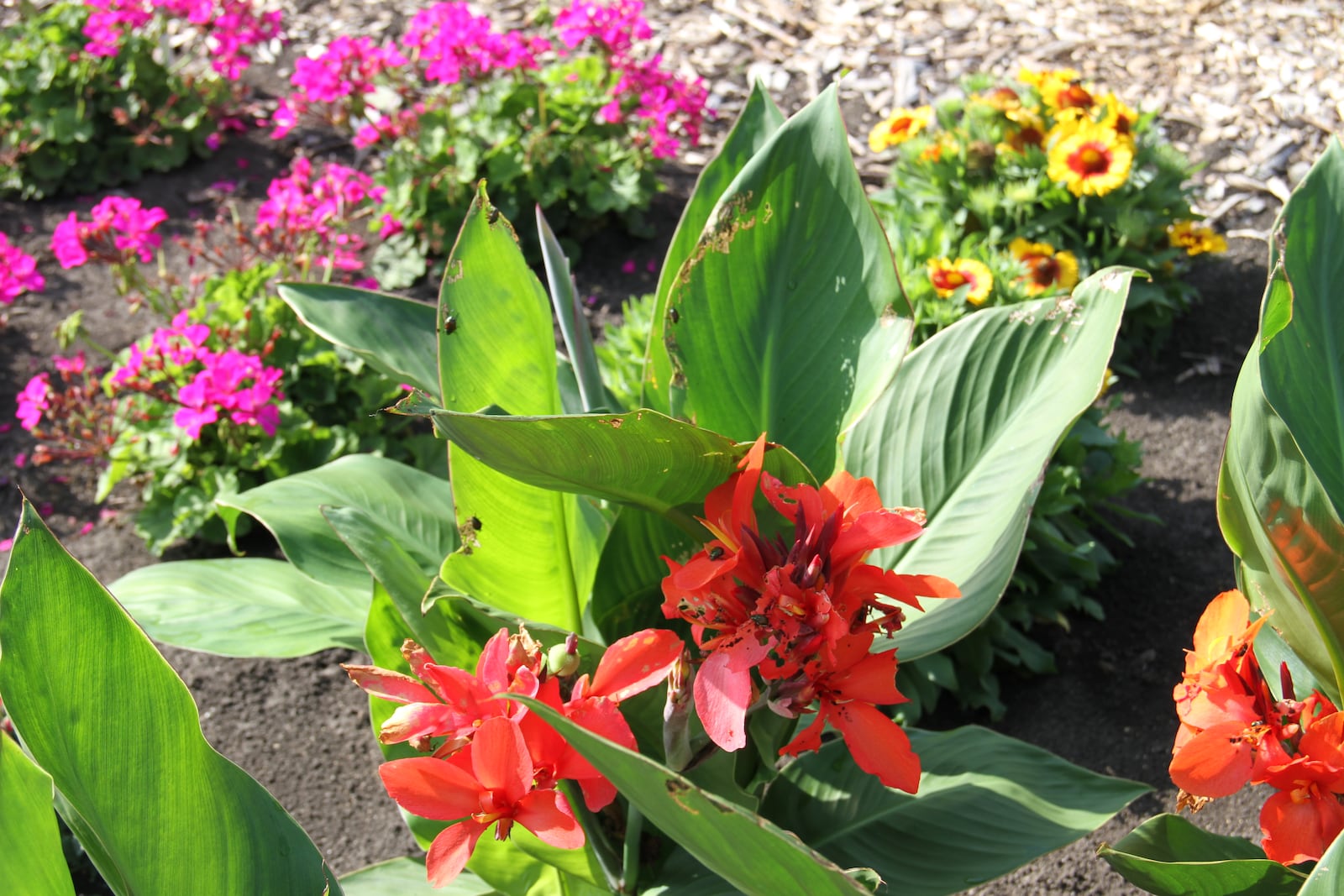 Japanese beetle damage to canna leaves and flowers.