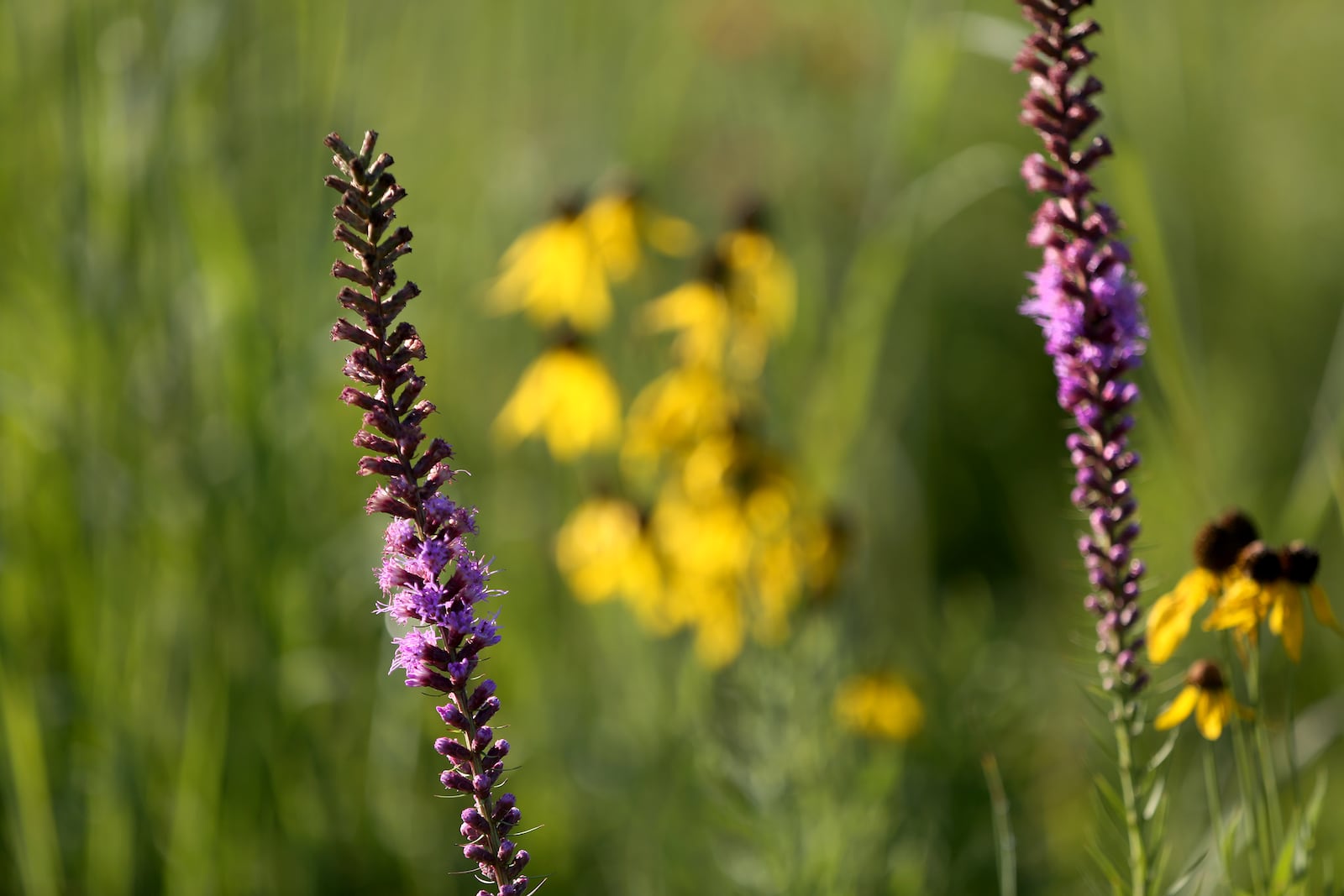 The Huffman Prairie State Natural Landmark is in full bloom. At 112-acres it is one of the largest prairie remnants in Ohio. The prairie is cared for by Five Rivers MetroParks and Wright-Patterson Air Force Base. It is located adjacent to the field where the Wright brothers tested their planes. LISA POWELL / STAFF