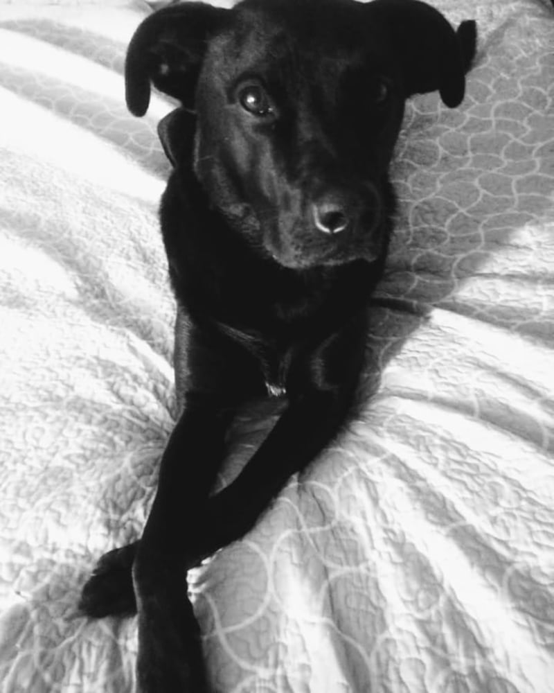 PHOTOS: It’s National Dog Day! Here are some puppy smiles for you