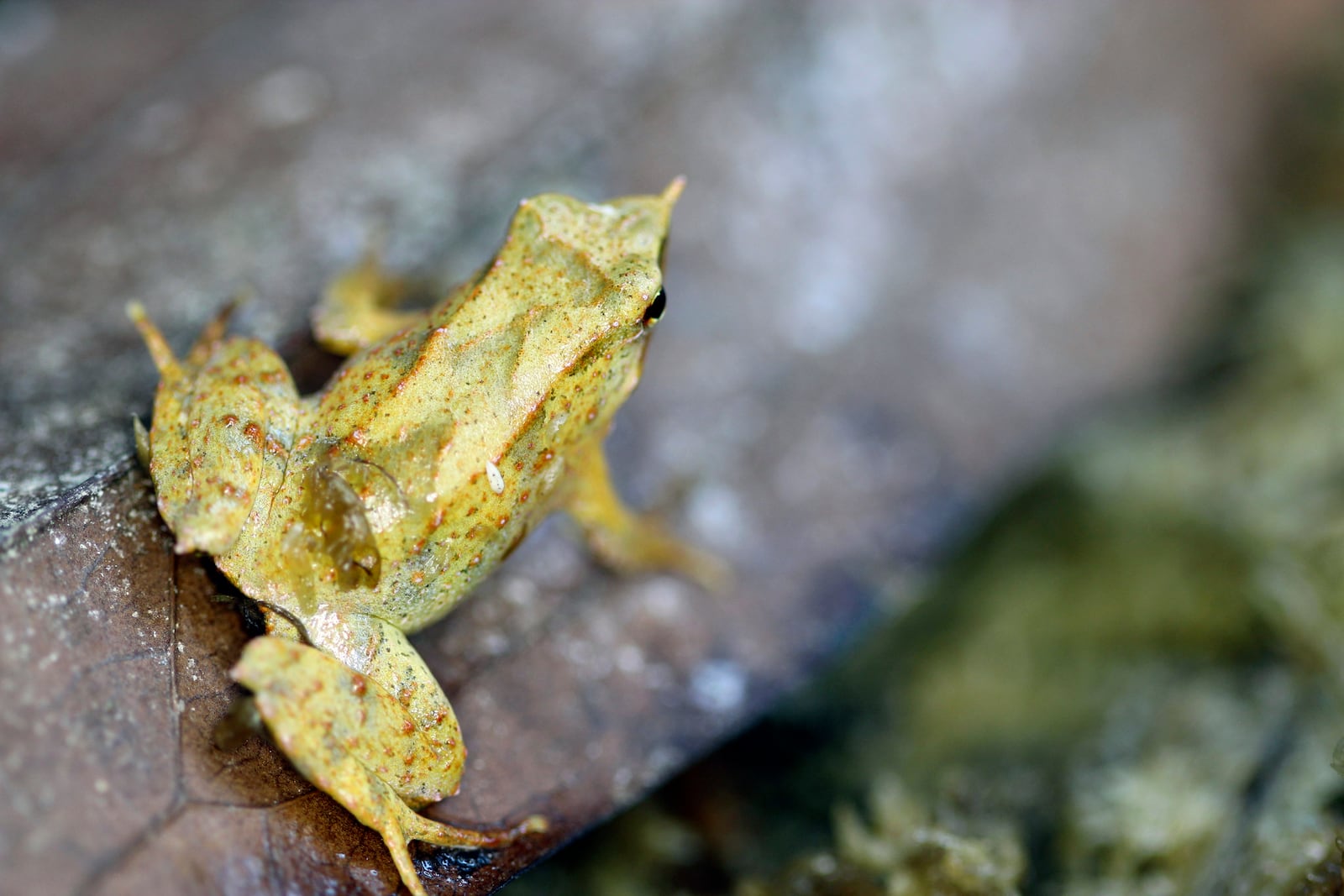 In this undated photo released by Zoological Society of London on Monday, Feb. 3, 2025, Darwin's frog is seen at London Zoo. (Zoological Society of London via AP)