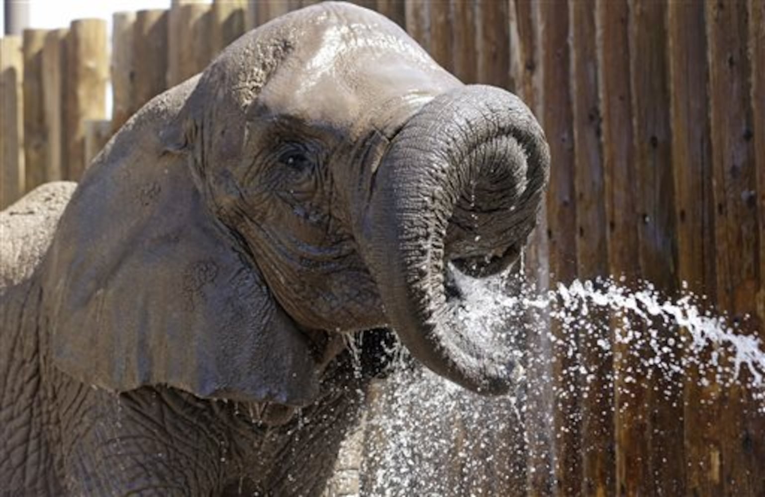 Beating the heat at the zoo