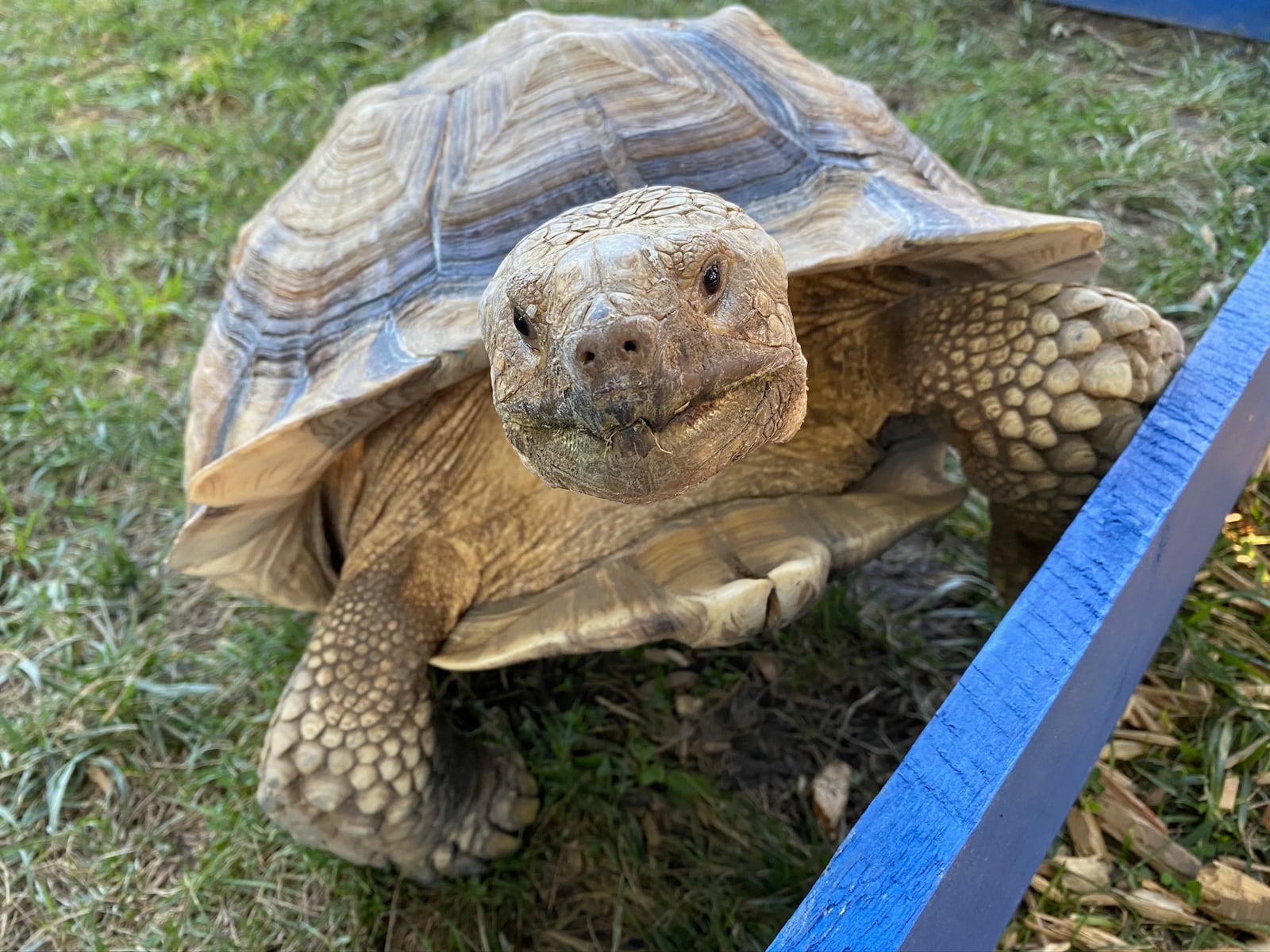 Turtles can be found at Wild Hearts African Farm in Lewisburg. 