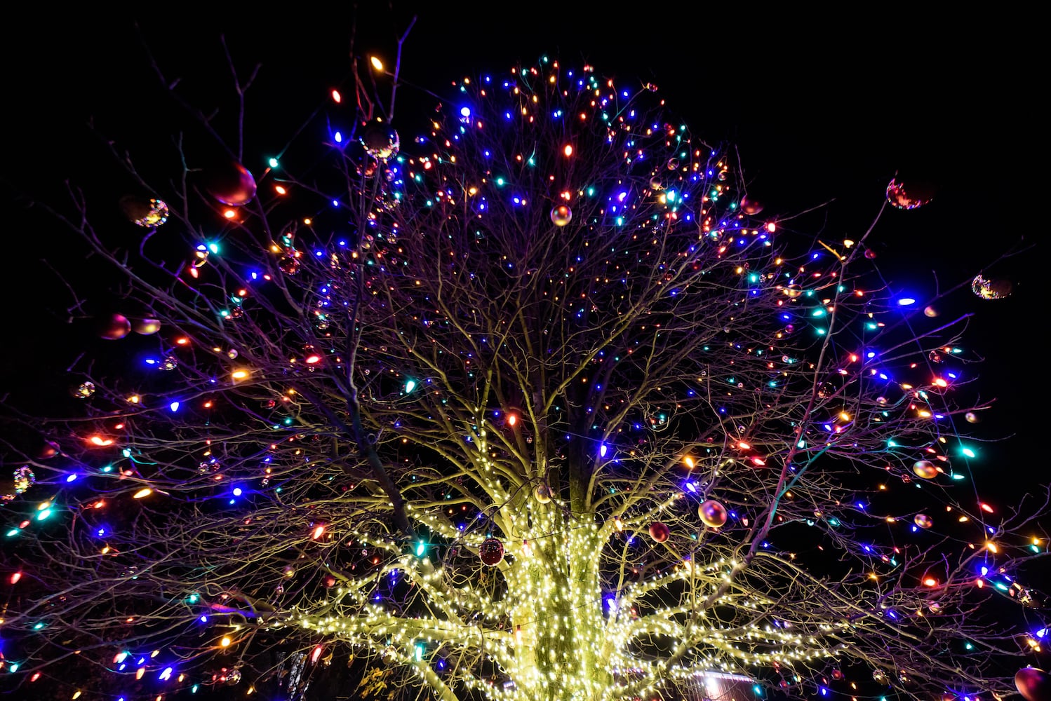 PHOTOS: Barnabe's Buckeye Tree Lighting Ceremony at Young's Jersey Dairy