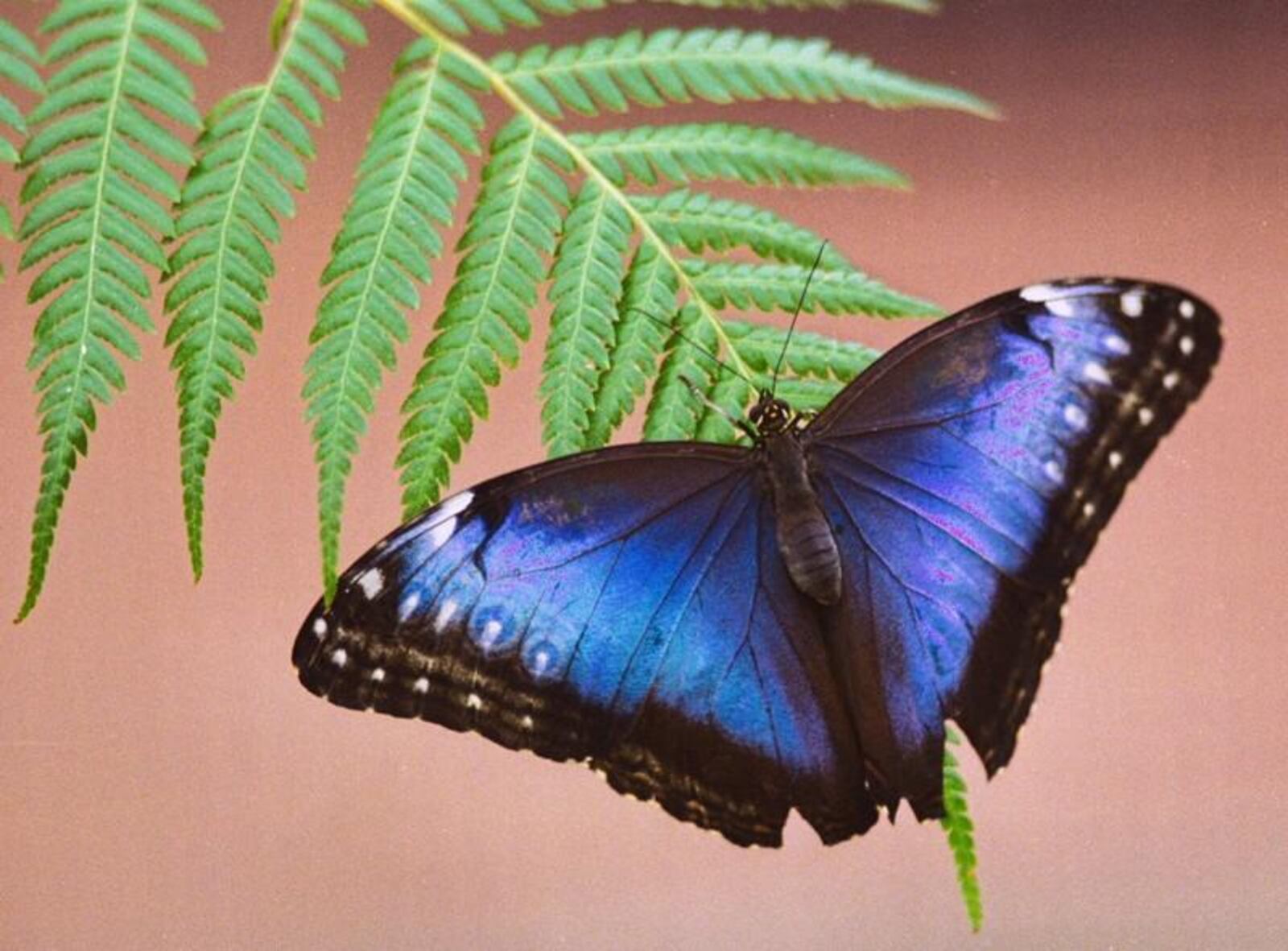 A blue morpho butterfly, like the one that was stolen earlier this month, is featured in “The Butterflies of Madagascar” exhibit at the Krohn Conservatory.