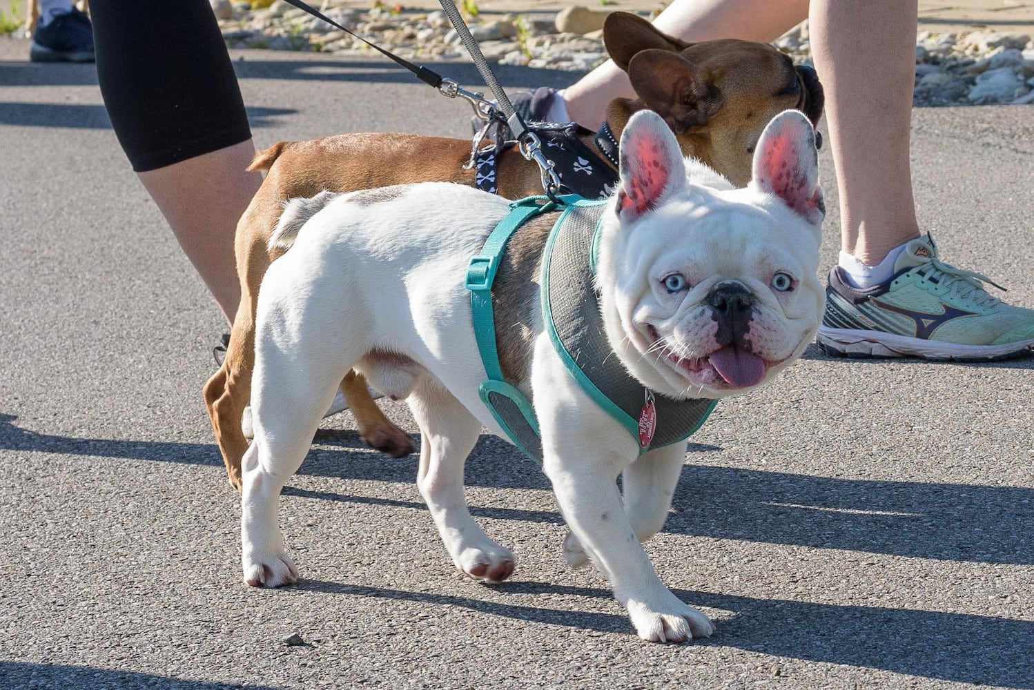 PHOTOS: Did we spot you and your doggie at SICSA’s Lift Your Leg fun run/walk?