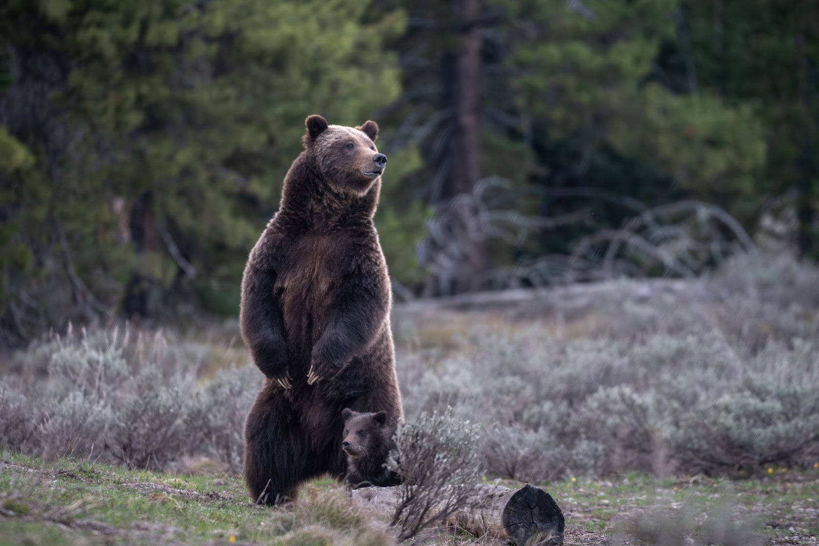 FILE - This photo provided by Grand Teton National Park shows Grizzly bear No. 399 and her one-year-old cub after emerging from hibernation, May 16, 2023. (C. Adams/National Park Service via AP, File)