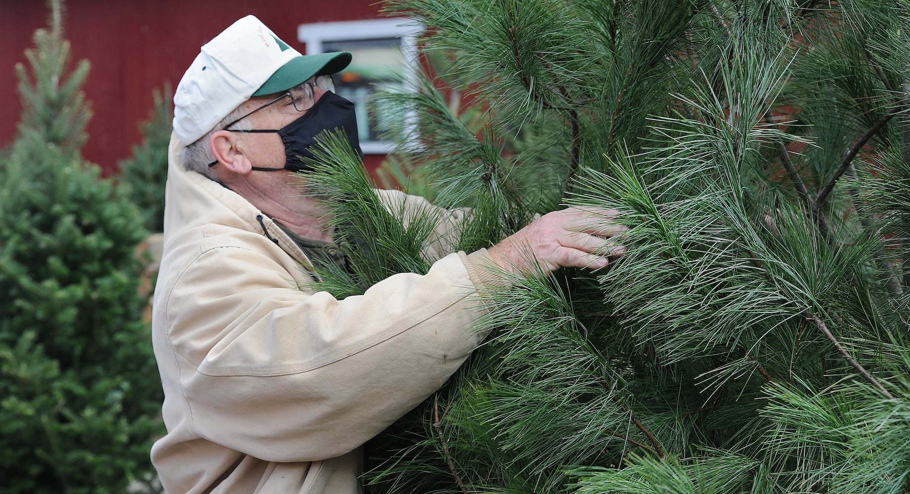 Christmas tree farm