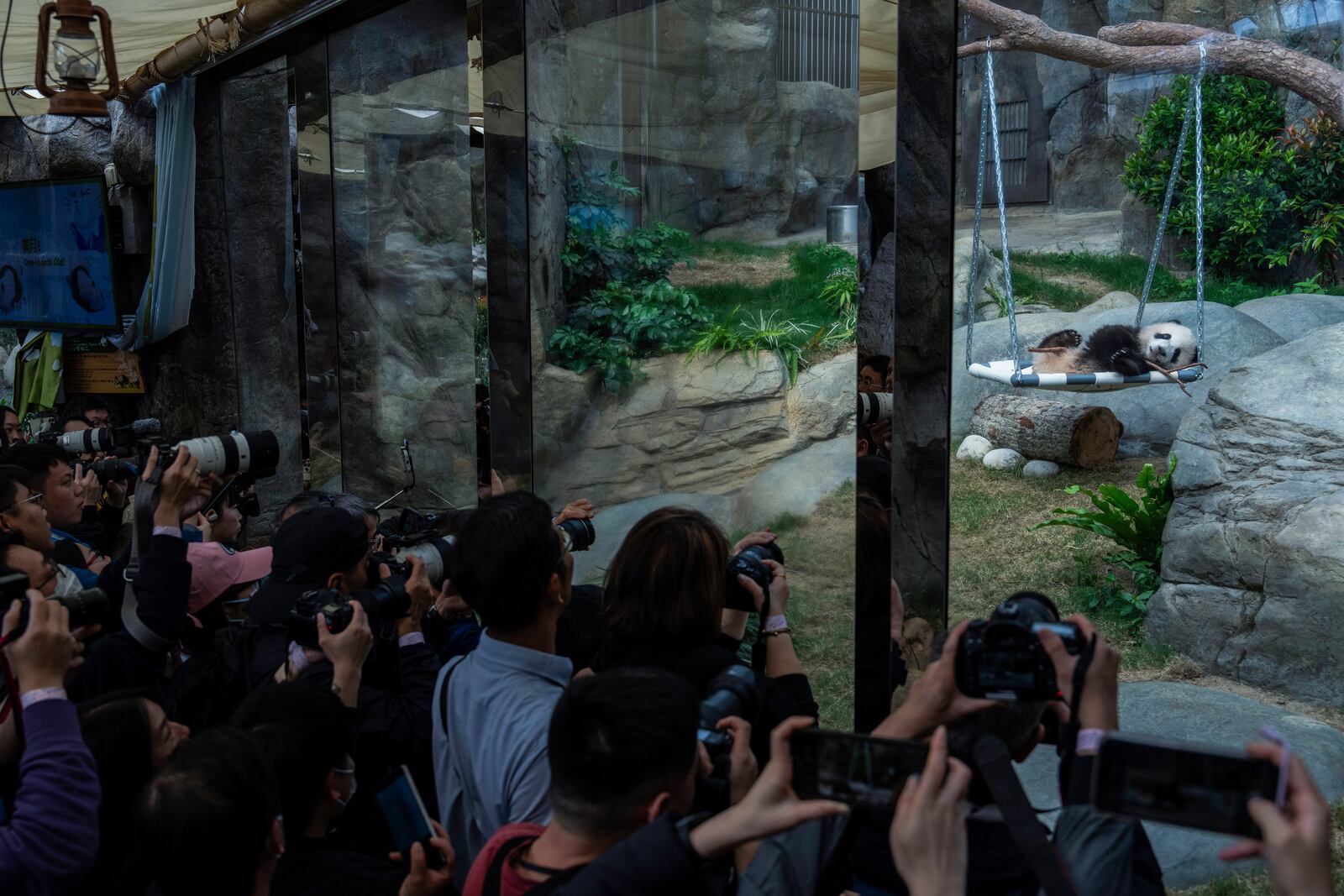 Hong Kong-born giant panda twin cubs make their debut appearance to media in Ocean Park during a greeting ceremony in Hong Kong, Saturday, Feb. 15, 2025. (AP Photo/Chan Long Hei)