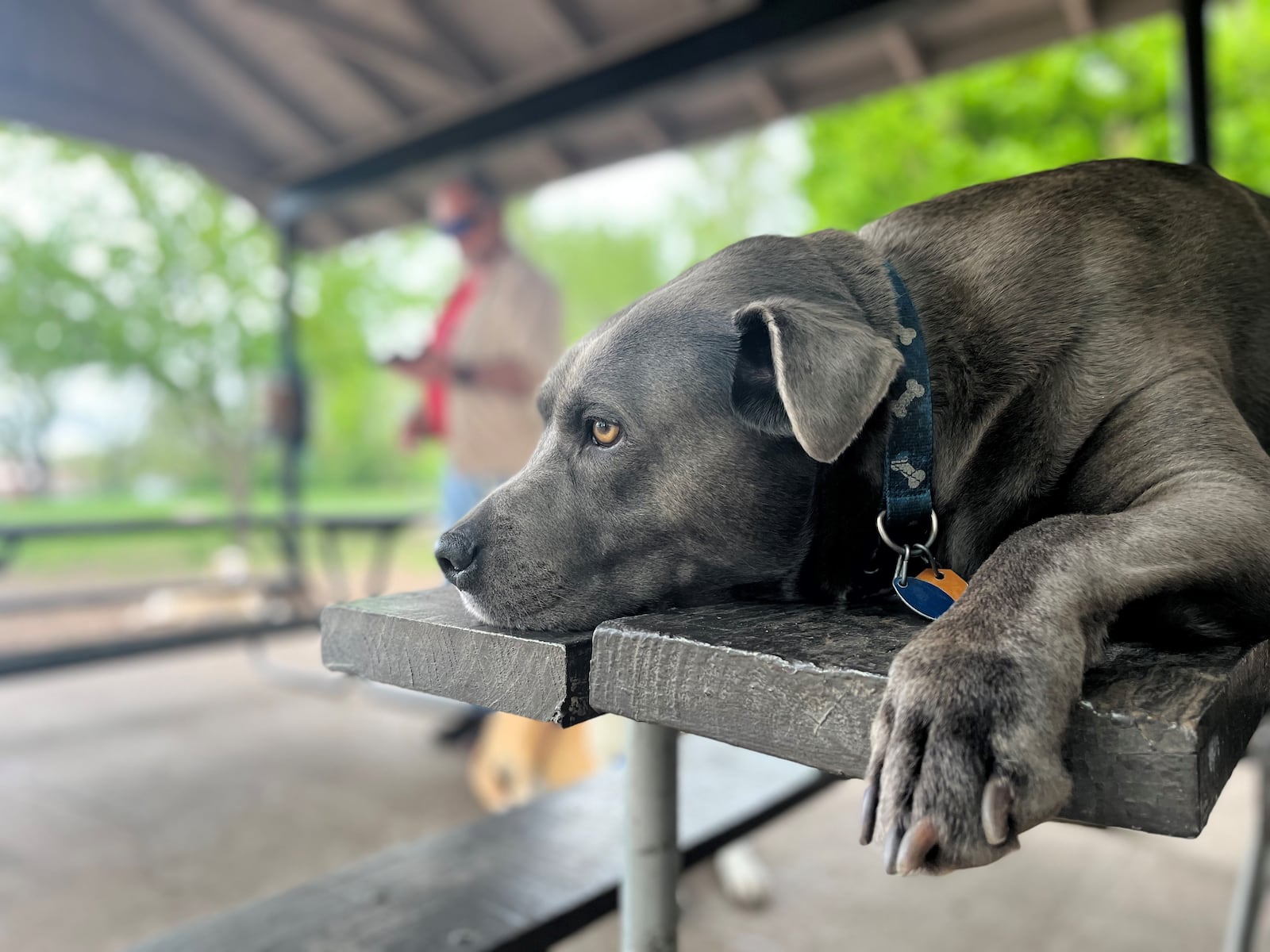 A dog at Deeds Point Dog Park rests on a picnic table at the park. CORNELIUS FROLIK / STAFF