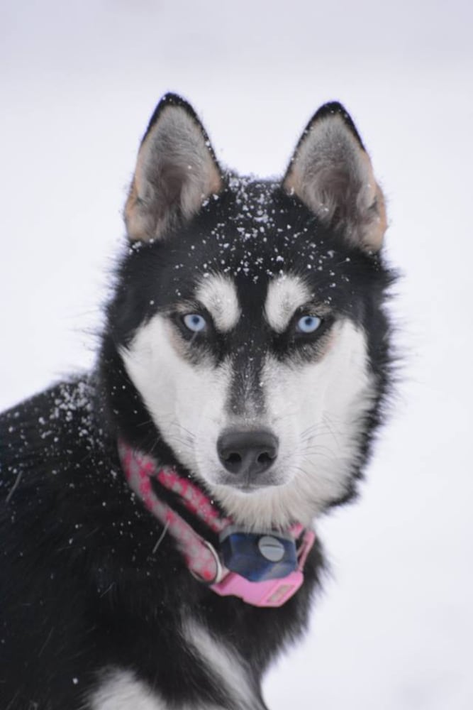 PHOTOS: It’s National Dog Day! Here are some puppy smiles for you