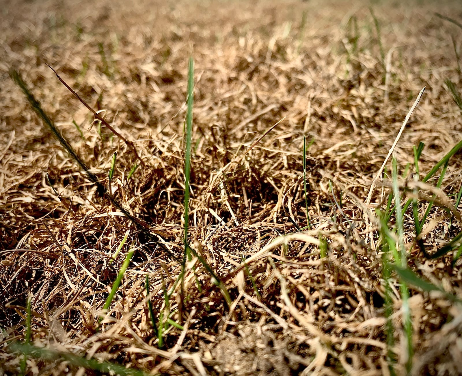 Armyworms are decimating lawns locally and nationwide. MARSHALL GORBY\STAFF