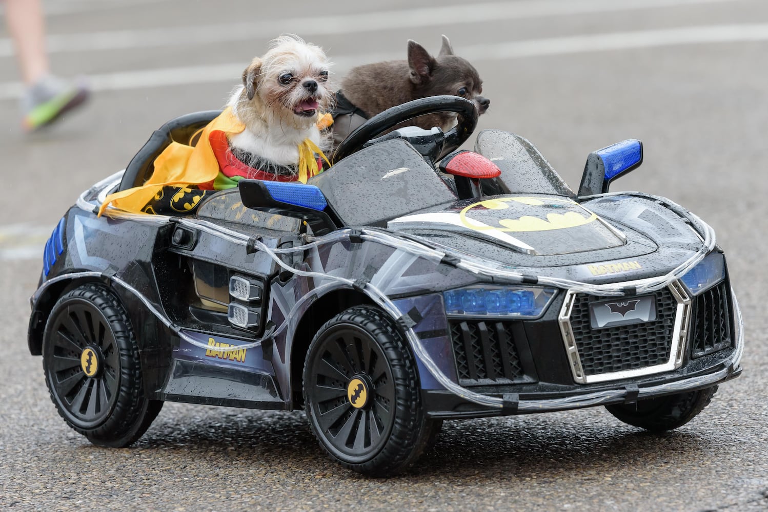 PHOTOS: 2024 Tipp City Mum Festival Parade