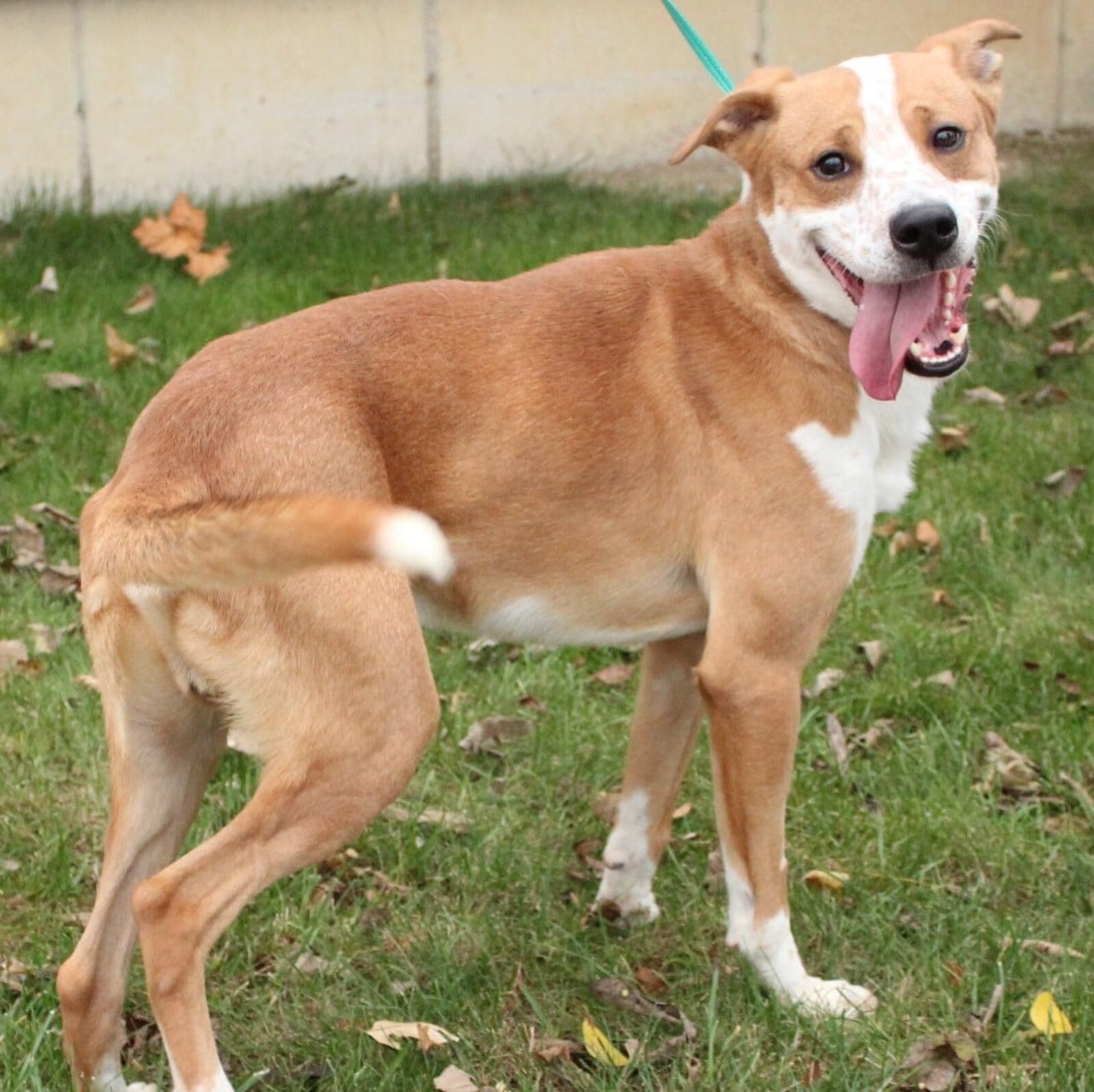 Demmy the dog was found after the Memorial Day tornadoes.  The 2-year-old dog, a lab mix,  was found wandering in Brookville after the Memorial Day tornadoes,  Leslie Renner, the executive director of the Humane Society of Preble County,. said.