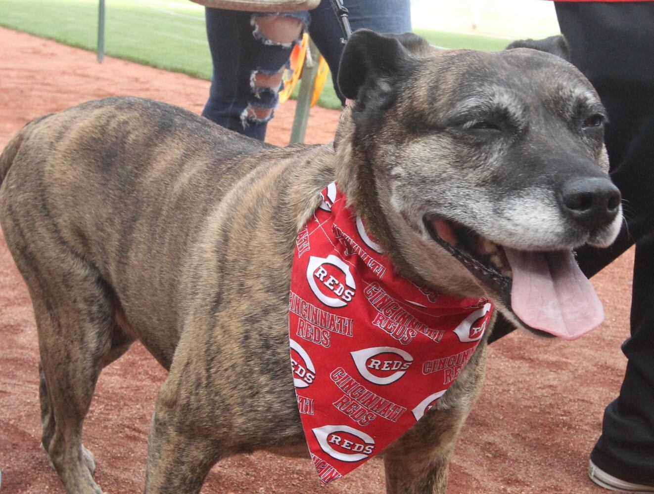 Photos: Bark in the Park Night at Great American Ball Park