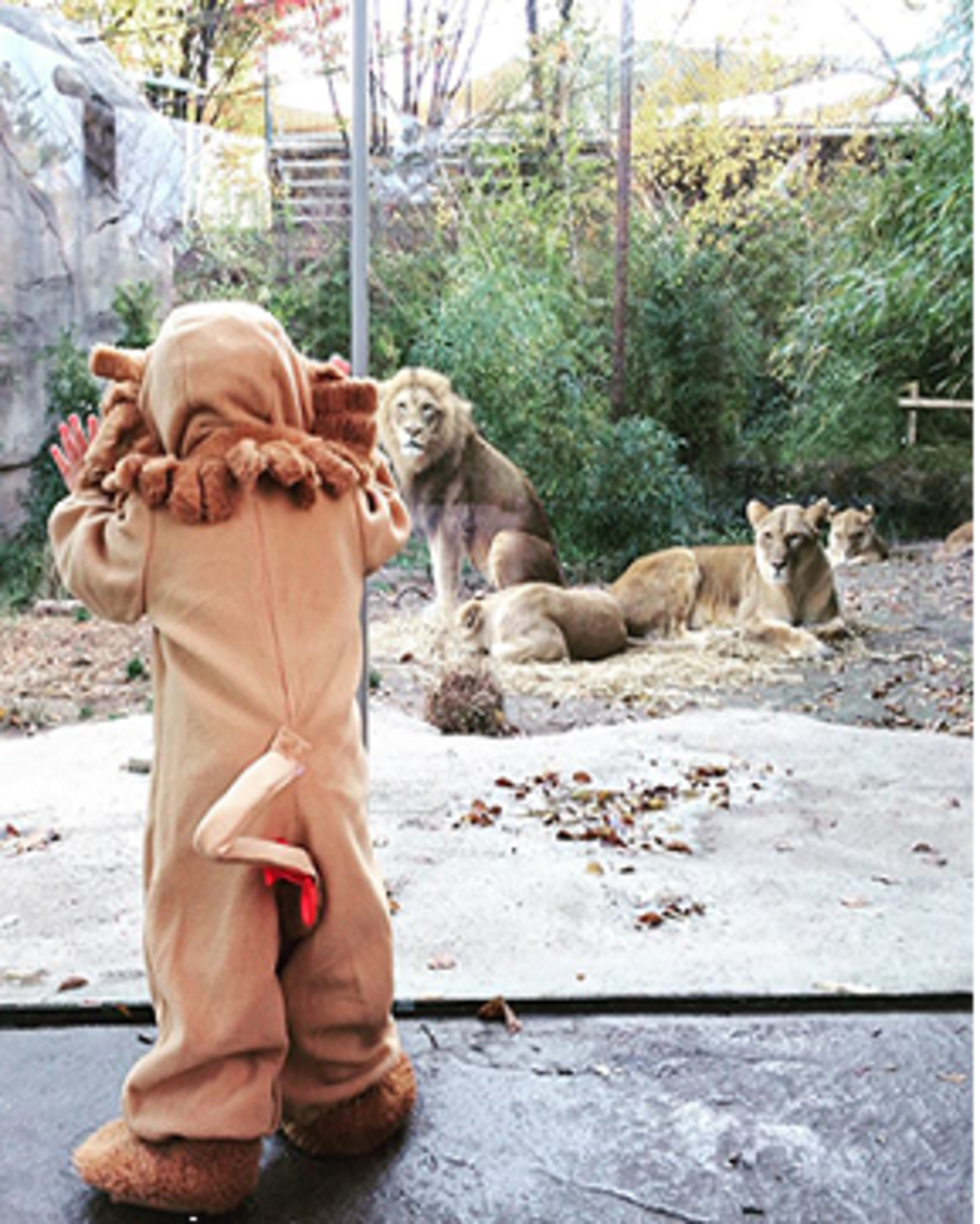 Ghouls and boys will flock to the Cincinnati Zoo for HallZOOween!  Special activities and treat stations will be set up from noon – 5 on Saturdays and Sundays through the end of October.